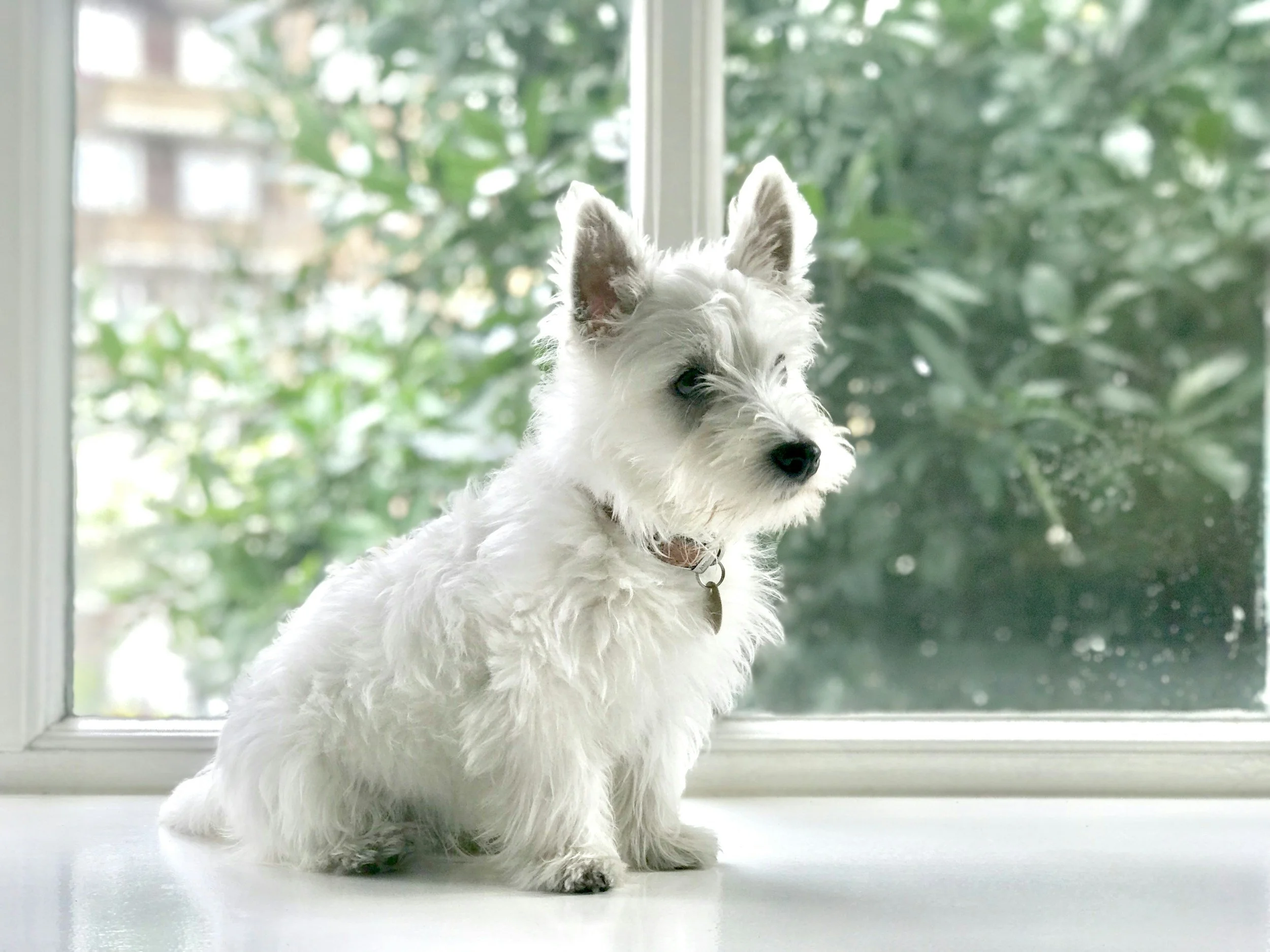 Copper Storage Disease in Dogs: Our Integrative Approach