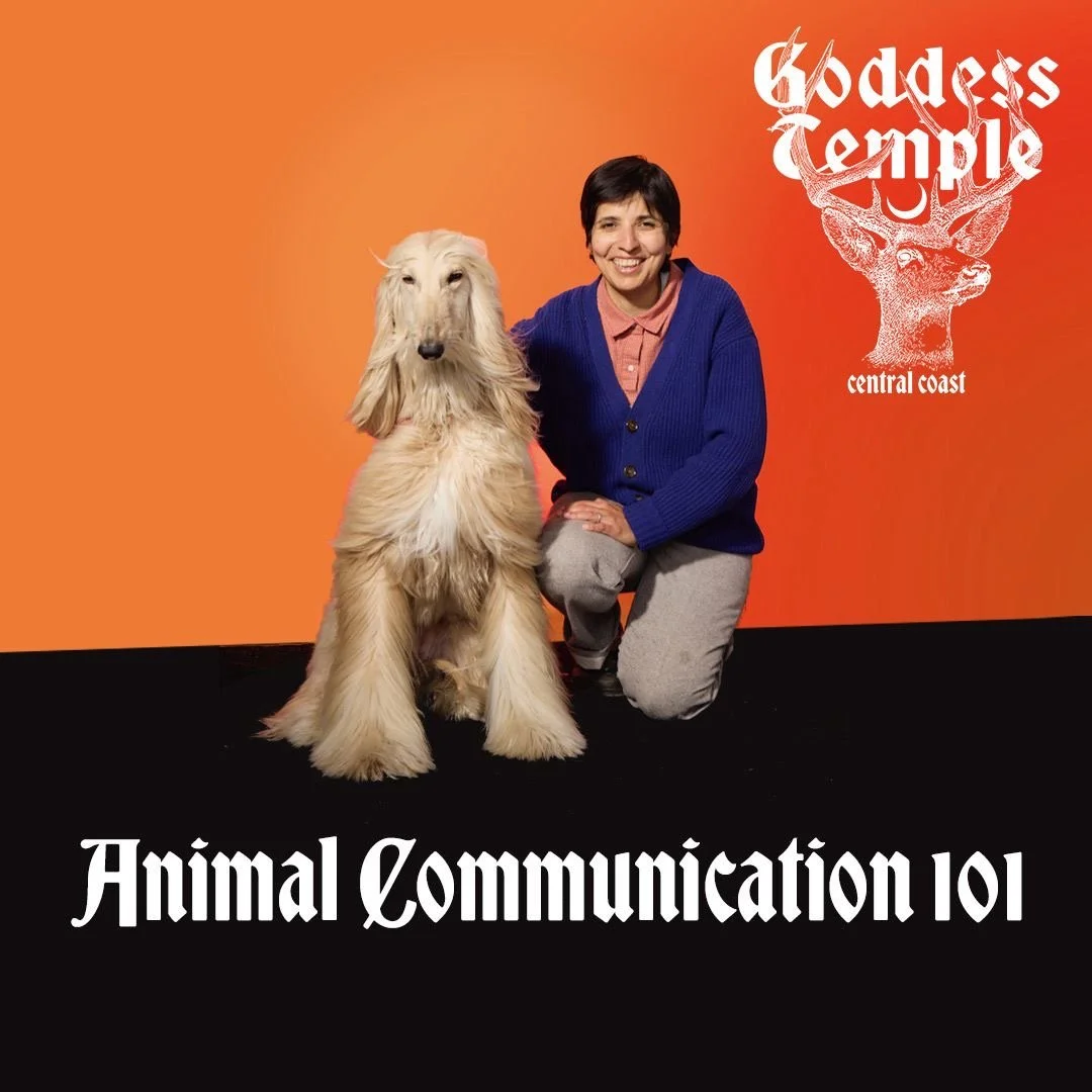 Animal Communication 101