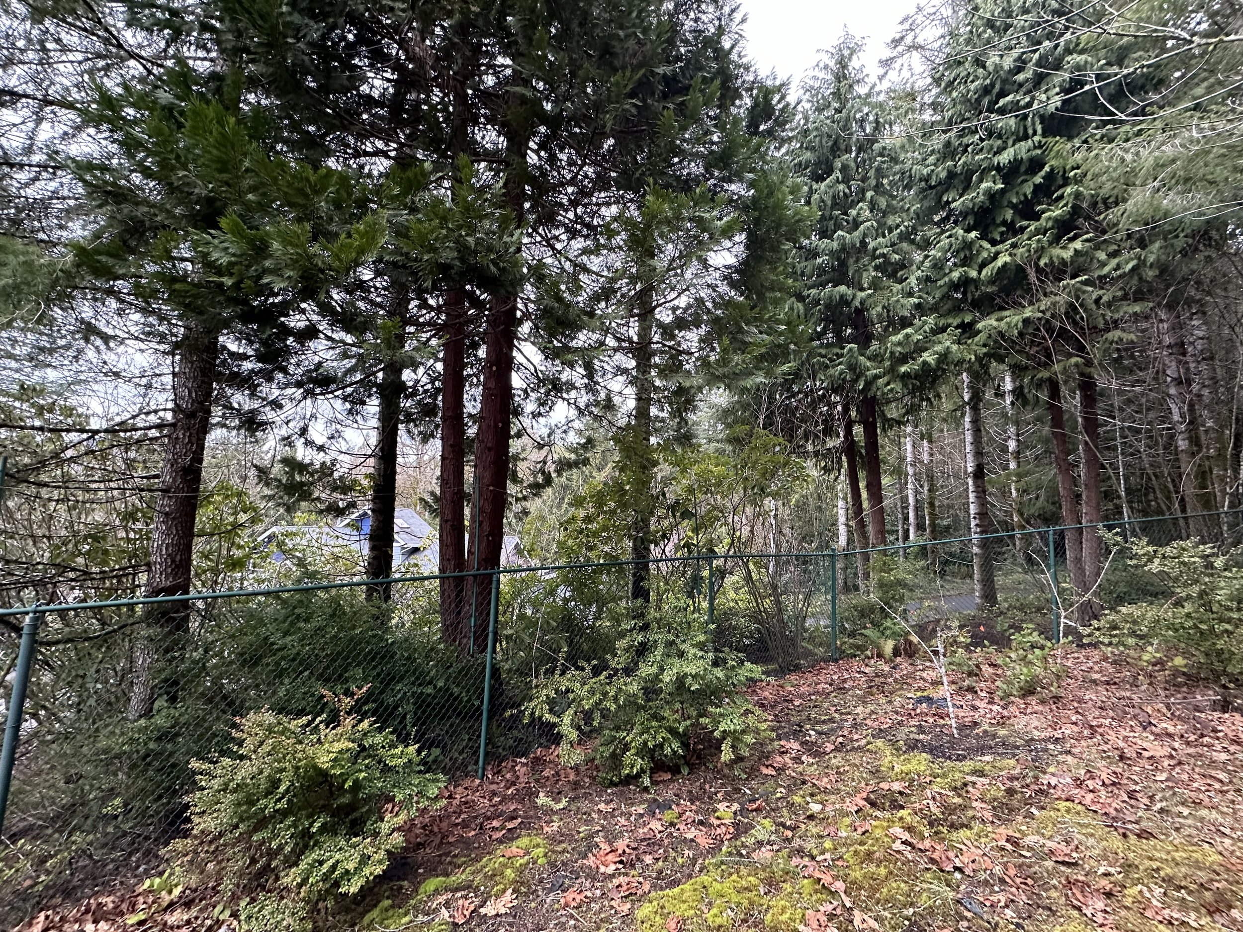 FencePruningAfter.jpeg