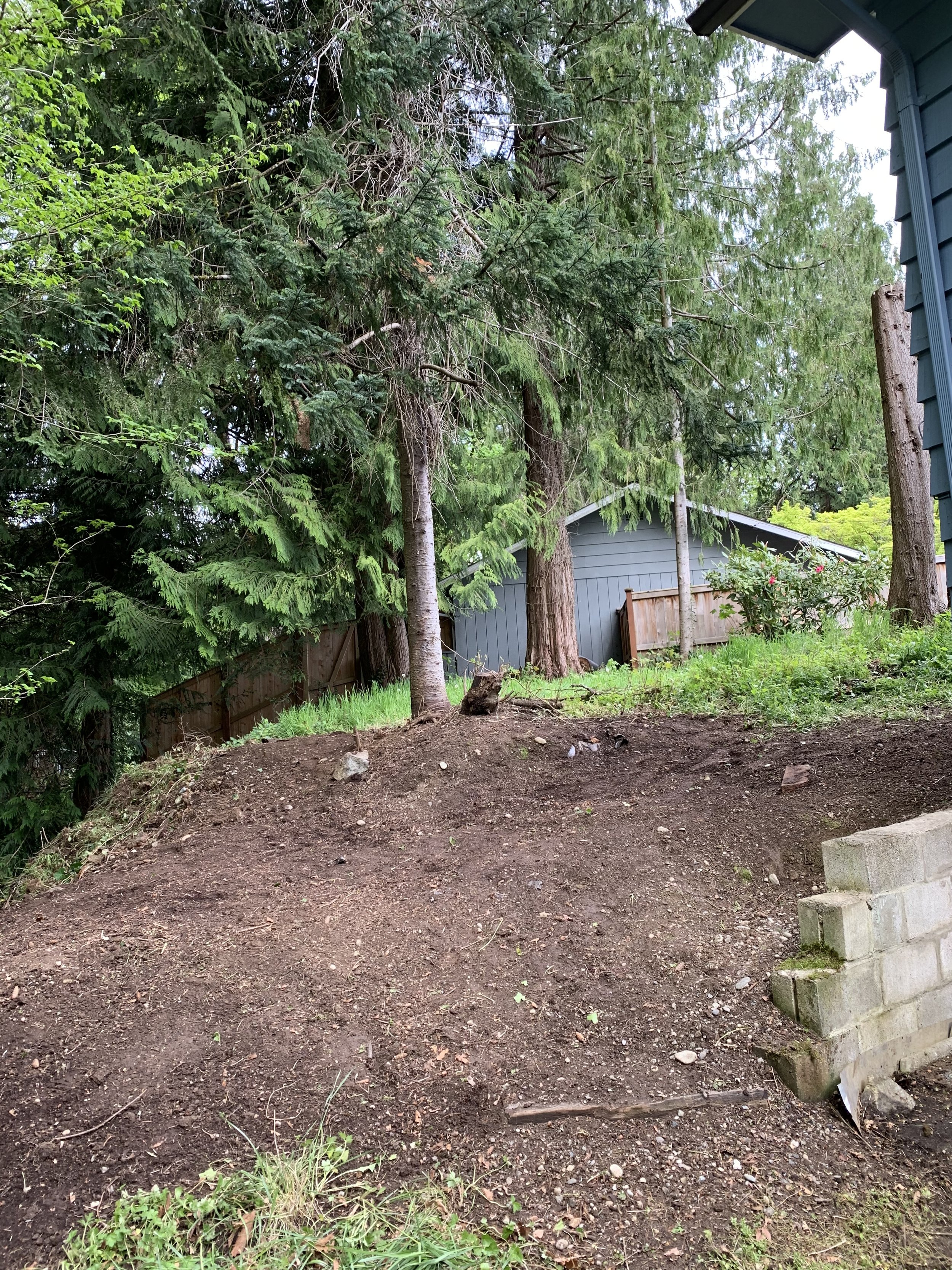 Ivy Removal Slope After.jpeg