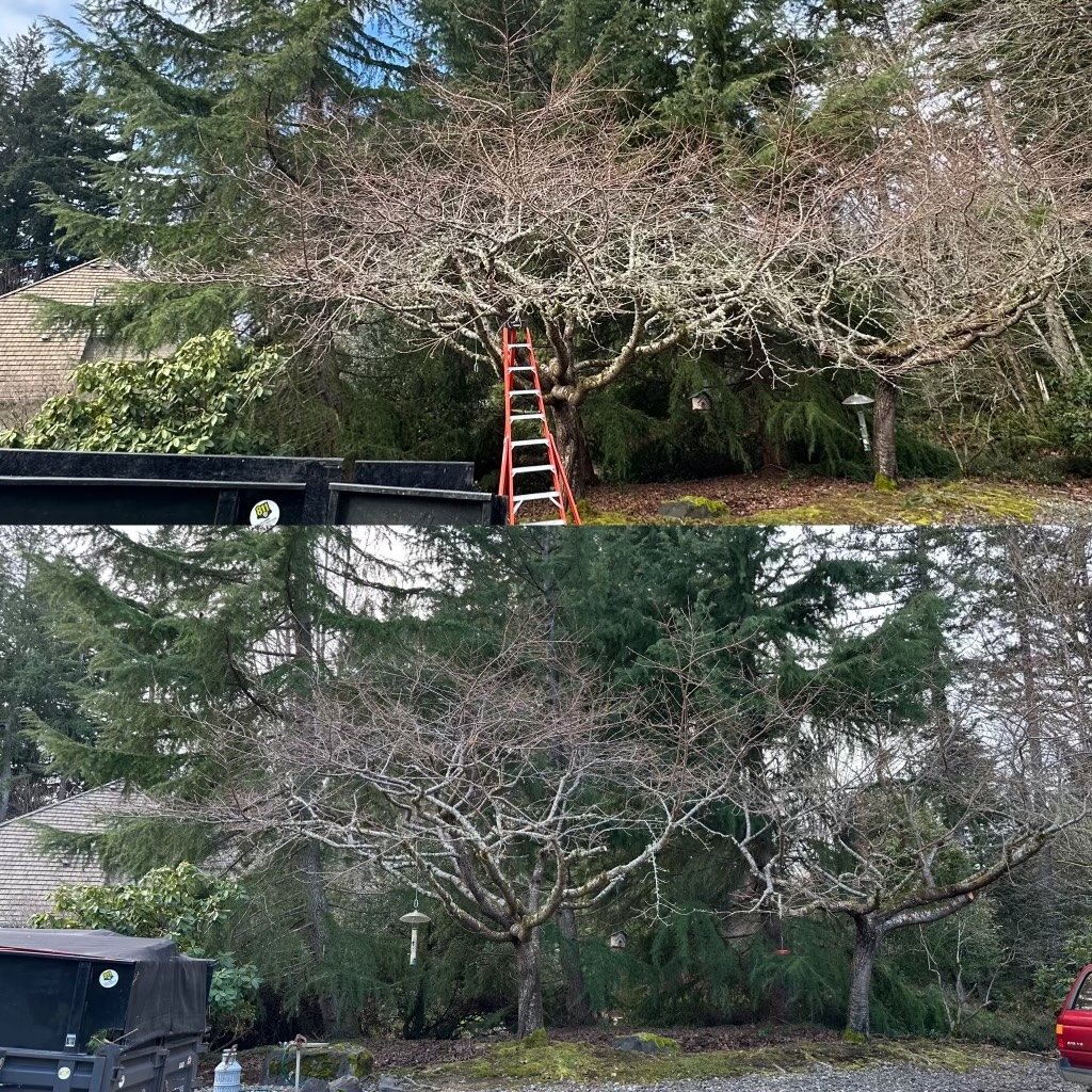 CherryTreePruning.jpeg