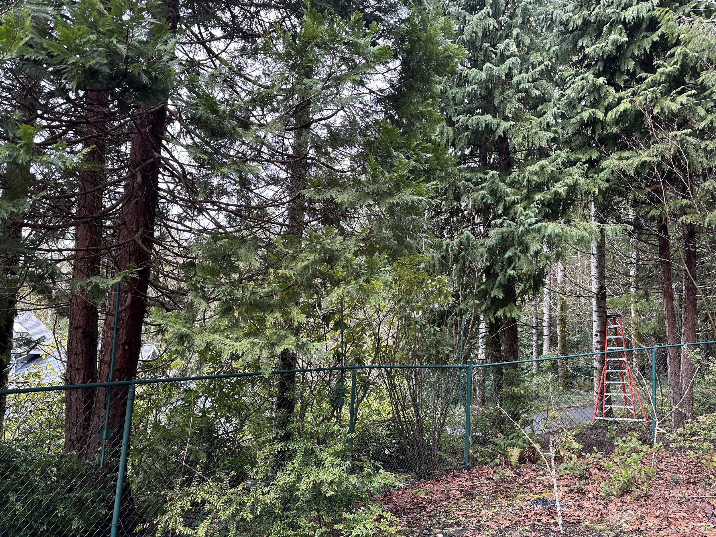 FencePruning.jpeg