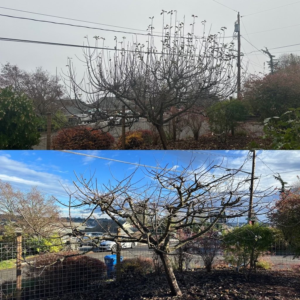 Pruning6.jpeg