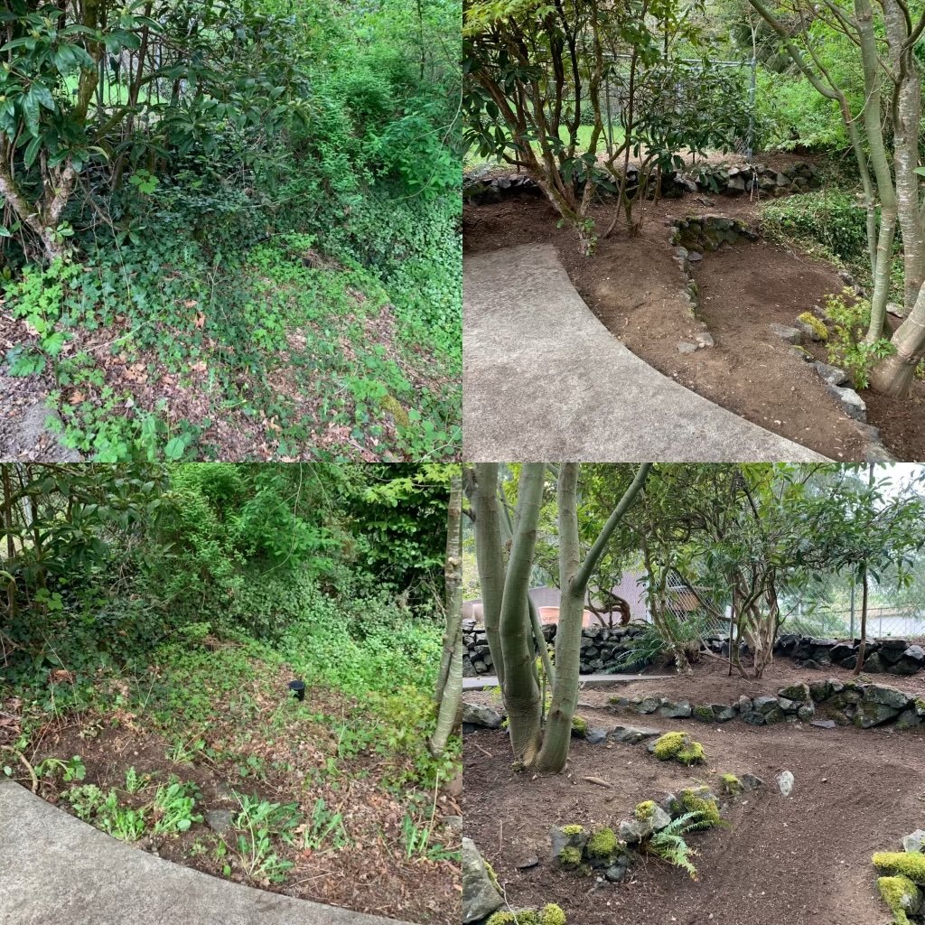 Invasive Plant Removal Path.jpeg