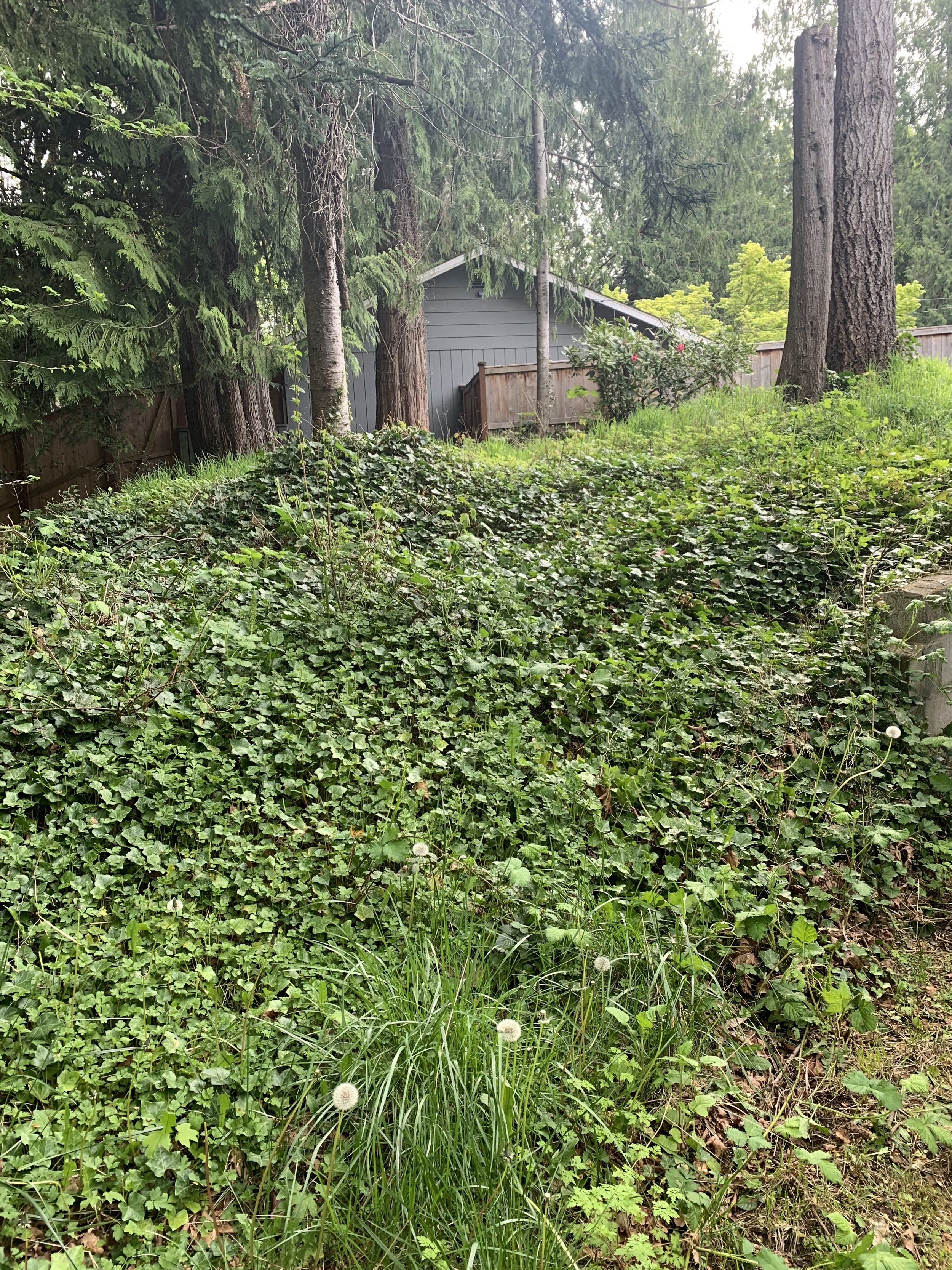 Ivy Removal Slope Before.jpeg