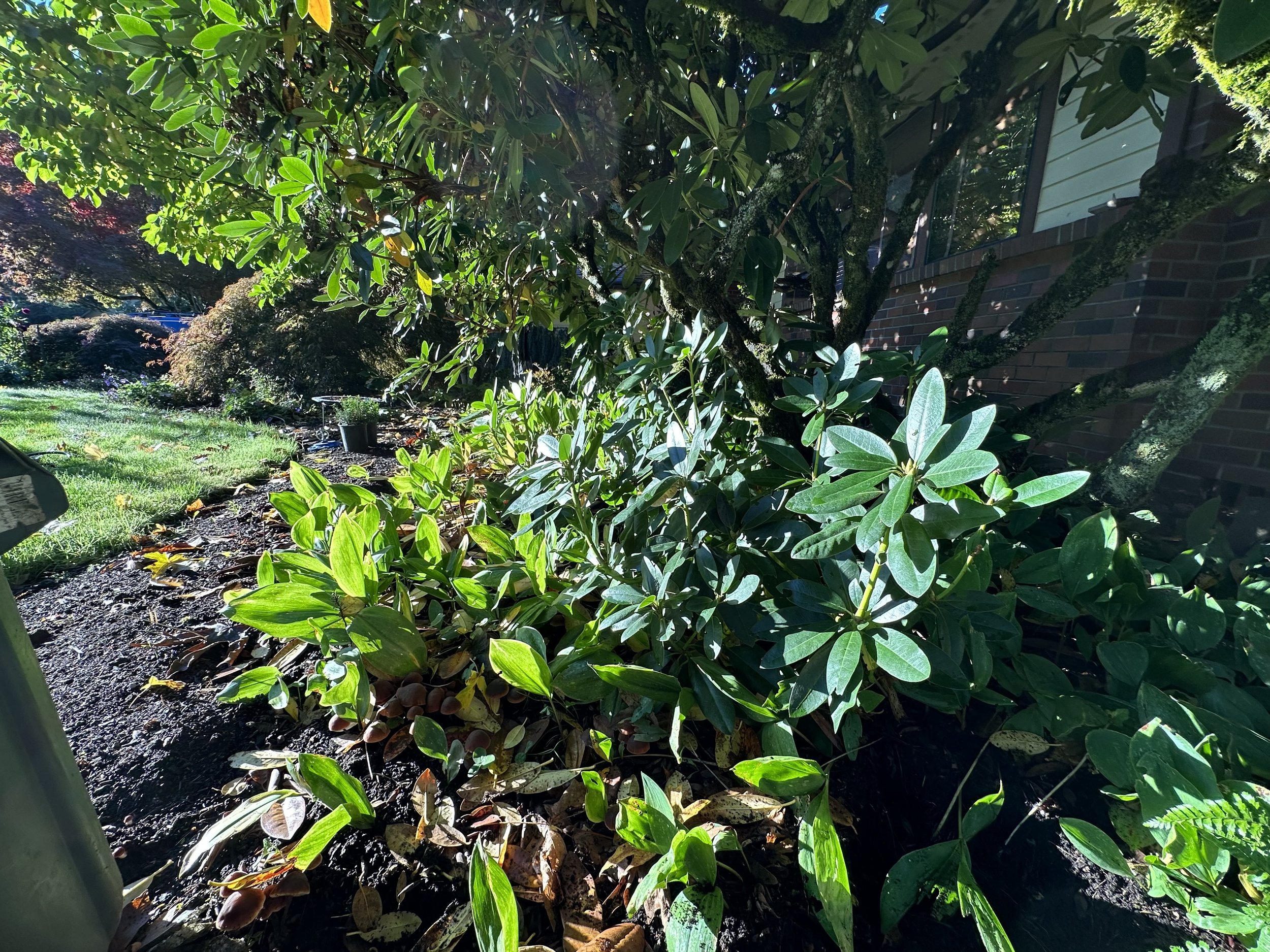 Lilyofthevalley_before.jpeg