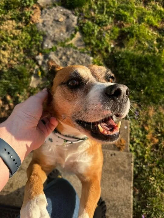 A happy brown and white dog with a collar, being petted on the head, outdoors on a stone path surrounded by greenery.