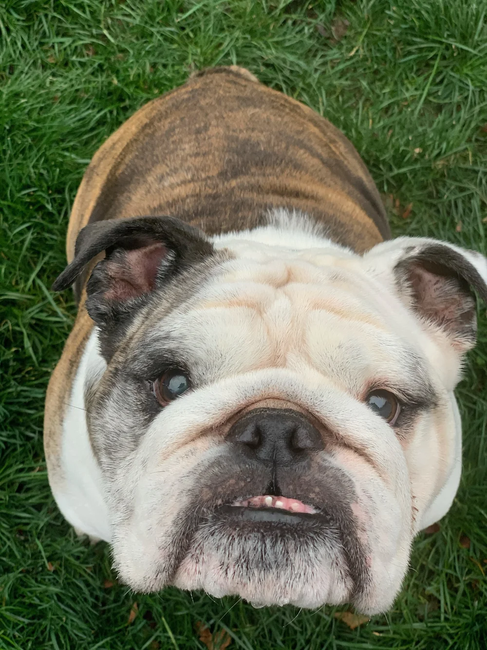 Funky Bunch Pet Care LLC Springfield and Sedalia, MO Dog Walking and