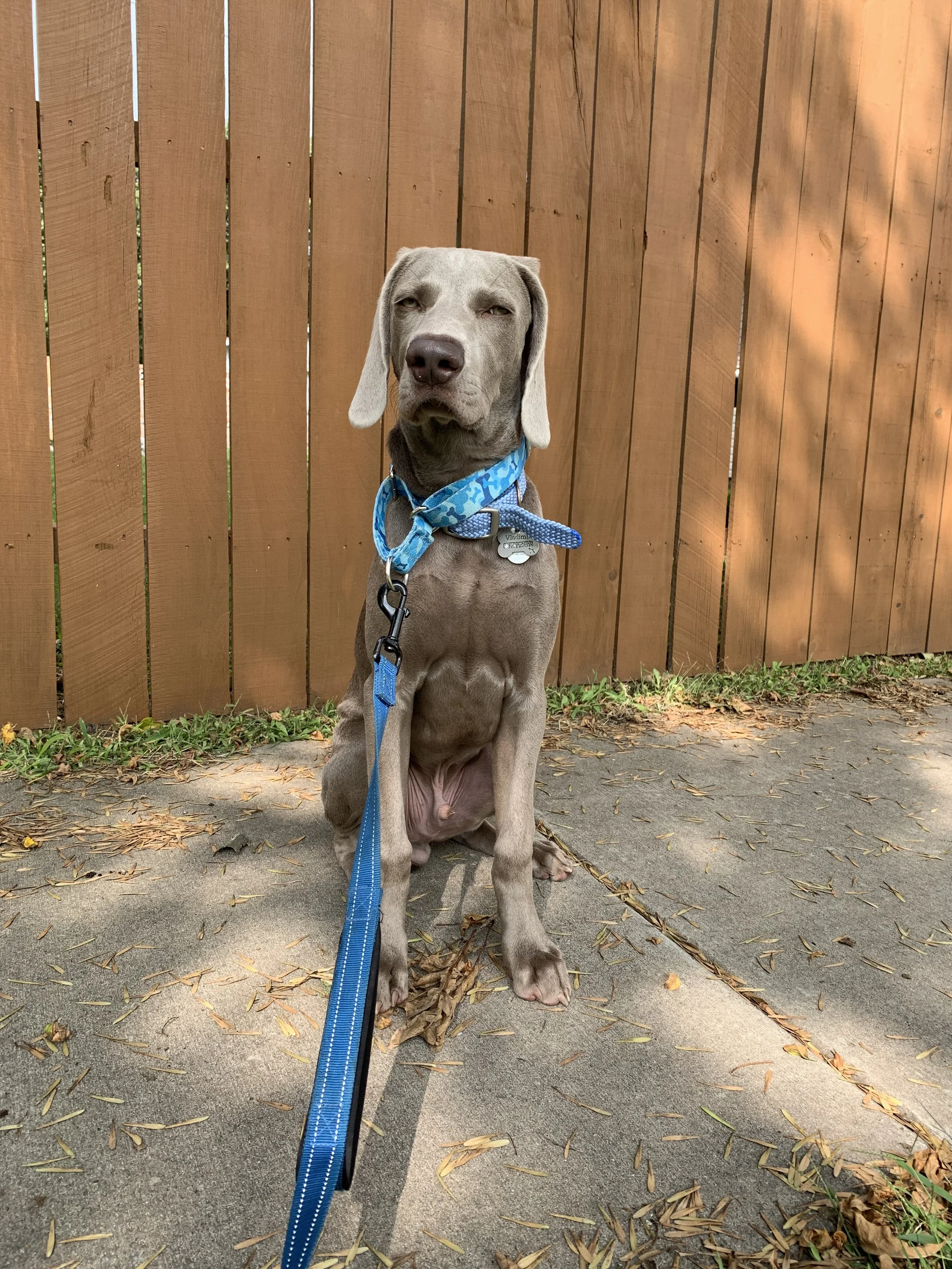 Springfield and Sedalia Dog Walking Services — Funky Bunch Pet Care LLC