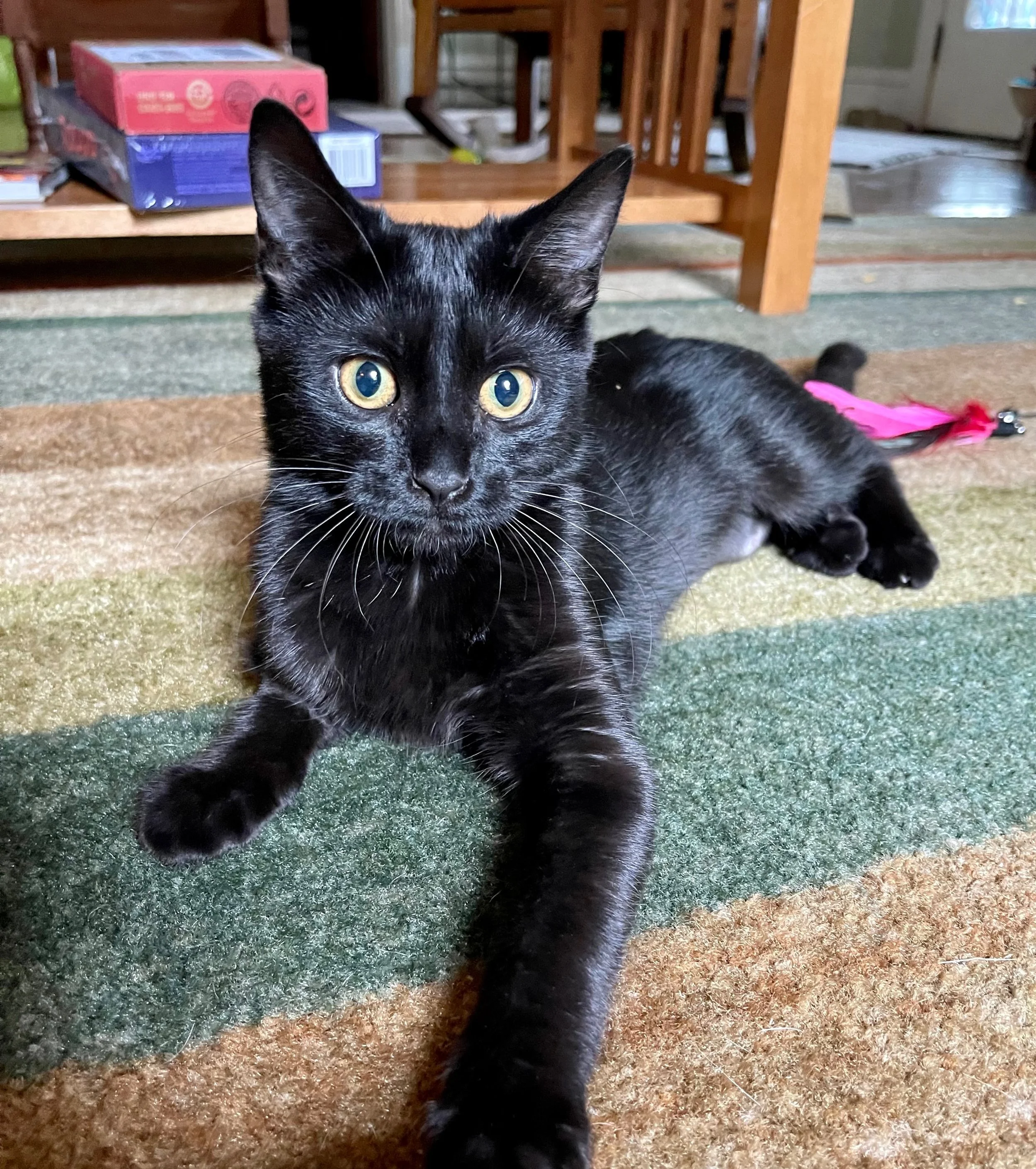 Springfield and Sedalia Pet Sitting Services — Funky Bunch Pet Care LLC