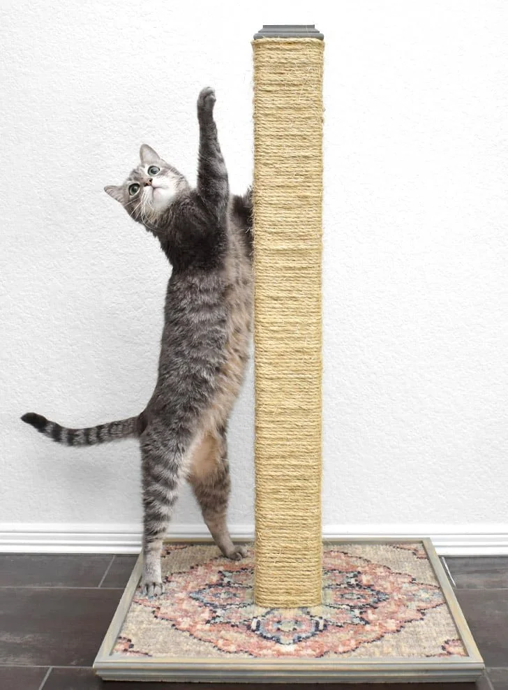 The Real Cost of Cat Sitting in Springfield (And What You're Actually Paying For)