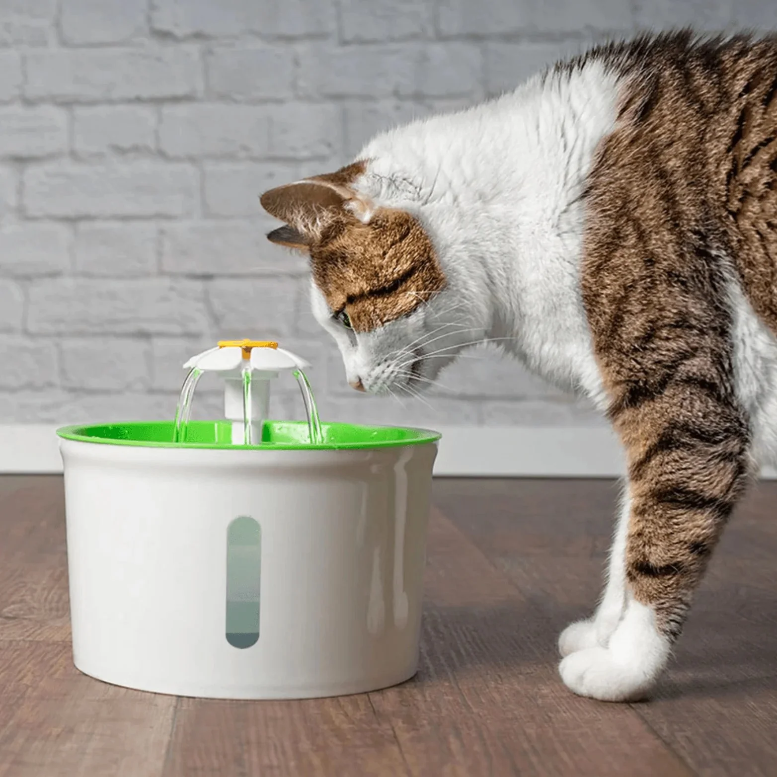 Keeping Your Cat Hydrated — Funky Bunch Pet Care LLC