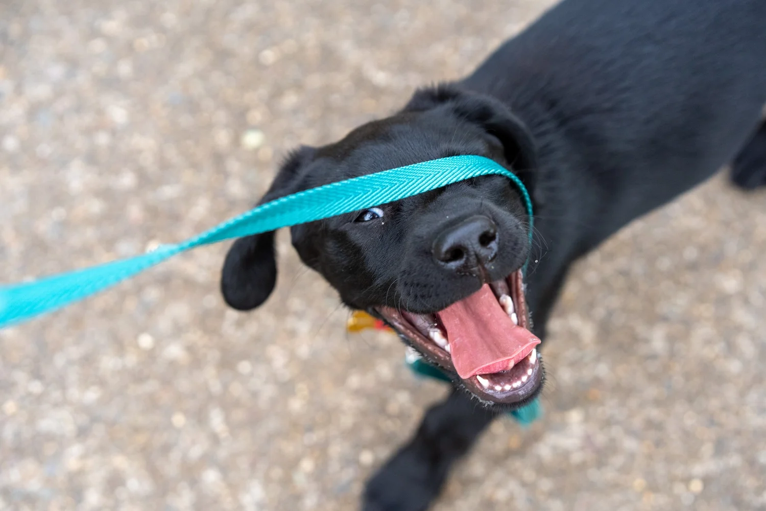 Understanding Leash Reactivity in Dogs — Funky Bunch Pet Care LLC