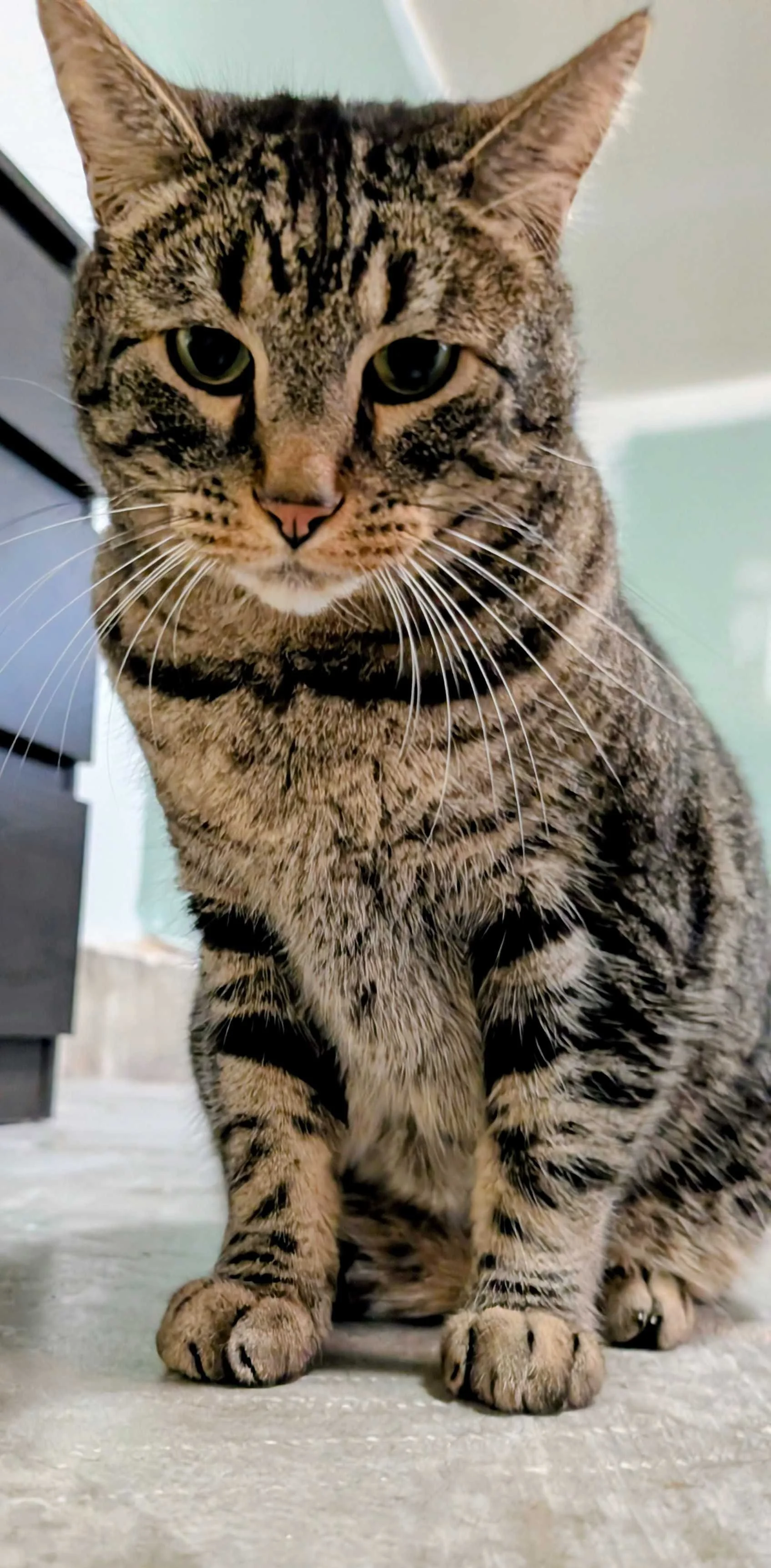 Cat Sitting in Springfield, MO: Fear Free Care That Keeps Cats Social, Calm, and Confident