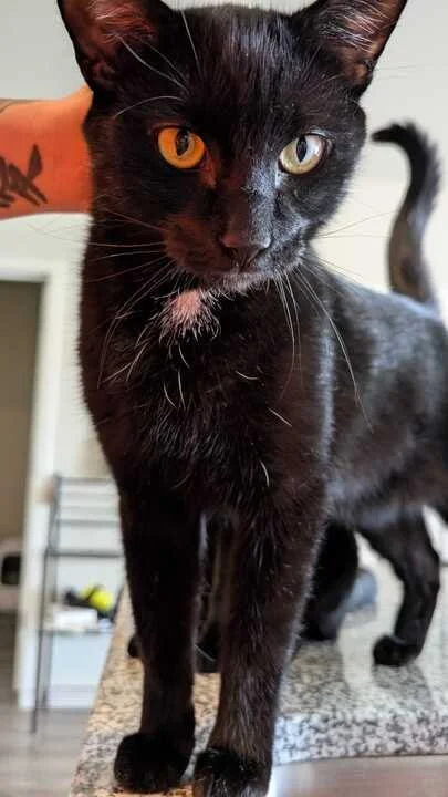 Professional Cat Sitting in Springfield, MO: Calm, Consistent Care in Your Cat’s Own Home