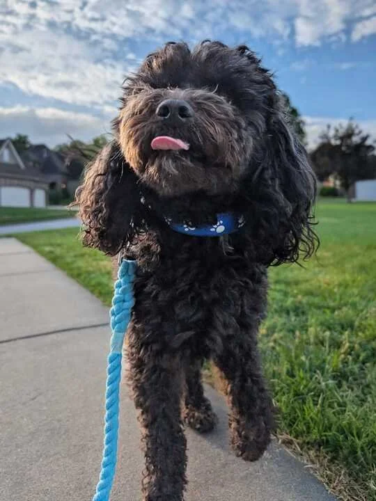 Why Nixa, MO Dogs Need More Walks Than Their Owners Can Give Them