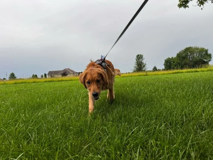 What to Look for When Hiring a Dog Walker in Nixa, MO