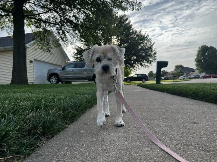 How Often Does Your Dog Actually Need to Be Walked? (A Nixa, MO Owner's Guide)