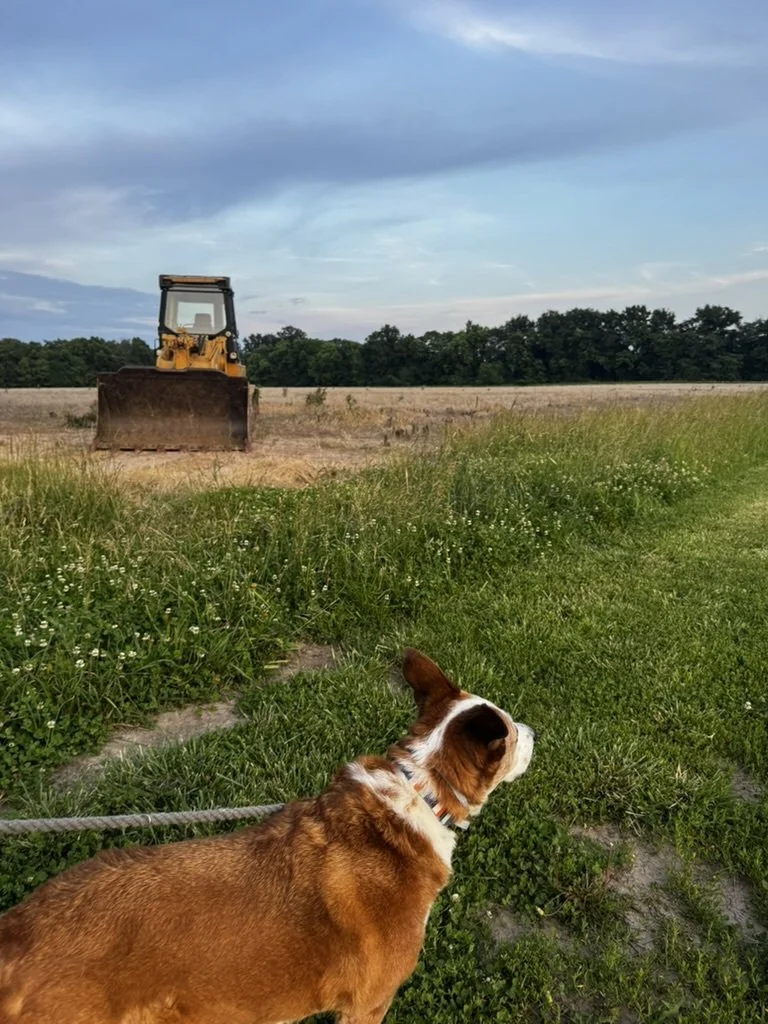 Rover vs. Professional Dog Walking in Nixa, MO: What You Should Know Before You Book