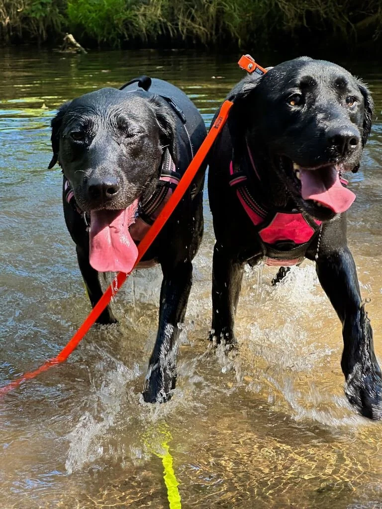 The 9-Hour Problem: What Long Office Days Do to Springfield Dogs