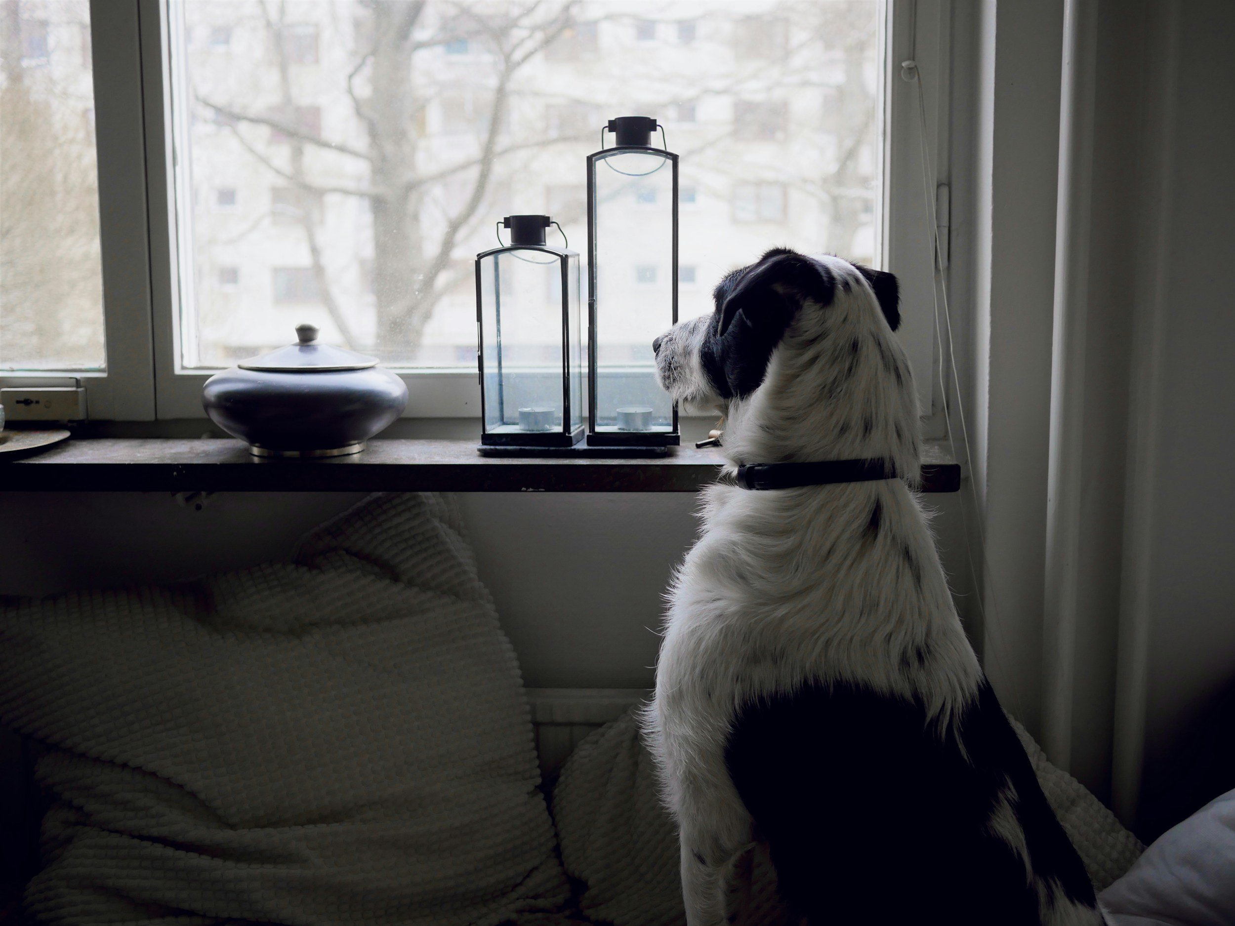 Dog Care for 12-Hour Shifts: A Guide for Springfield's Healthcare Workers
