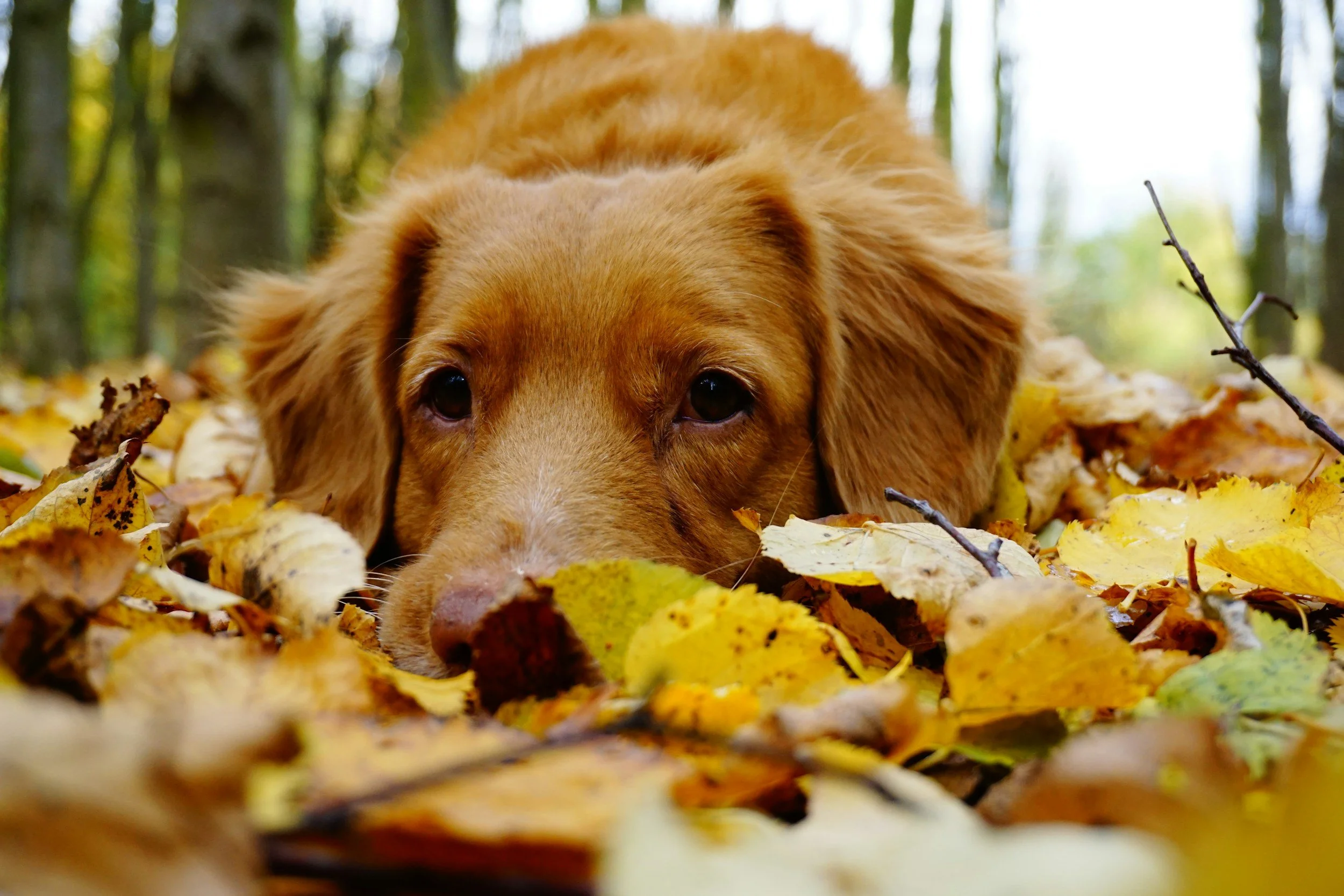 The Fall Reset: Building a Dog Routine That Survives the Busy Season