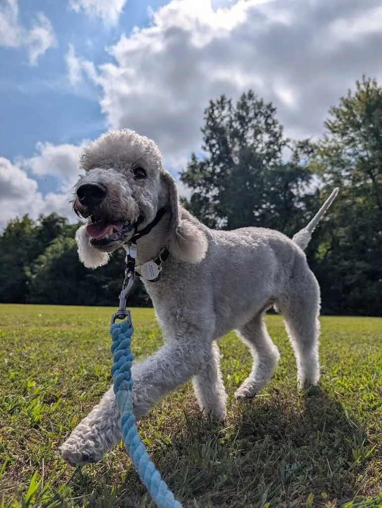 Fall Hunting Season: Planning Your Dog's Walks Around Springfield's Shared-Use Trails
