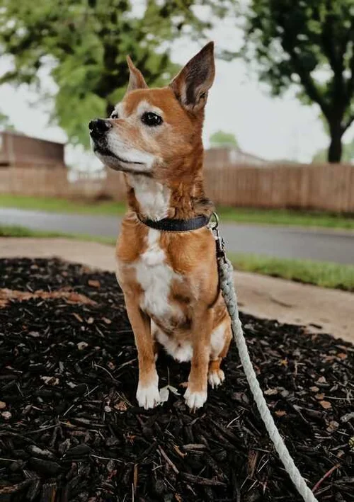 How Regular Dog Walks Improve Your Dog's Health and Happiness in