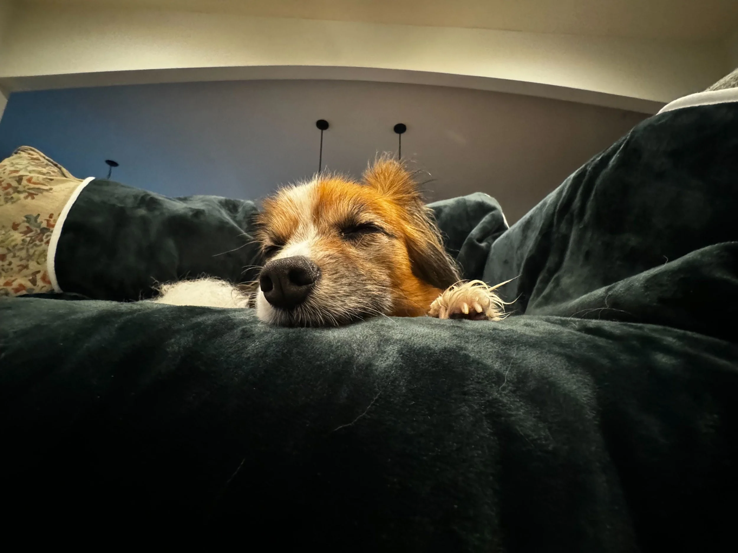 Springfield and Sedalia Pet Sitting Services — Funky Bunch Pet Care LLC