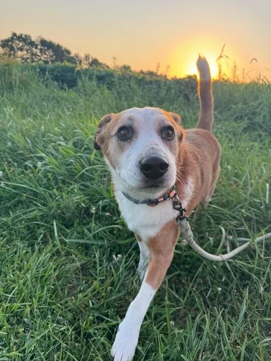 Why Daily Dog Walks Aren’t Dog Daycare — And Why That Matters