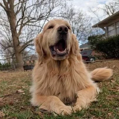 The Honest Guide to Pet Care Options (And How to Choose the Right One)