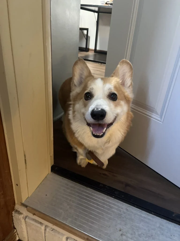 Looking for a Rover Alternative for Dog Walking in Springfield, MO? Read This First
