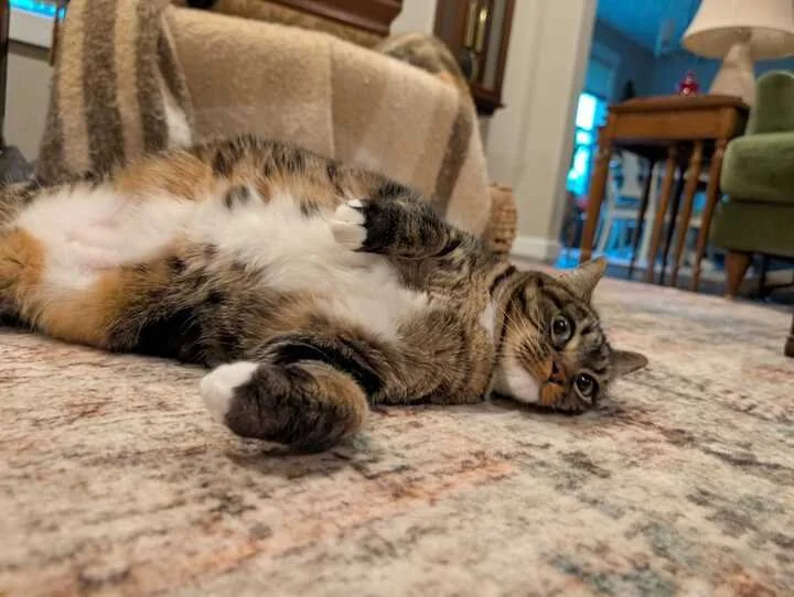 How Cats Actually Show Stress — And What Your Pet Sitter Should Know