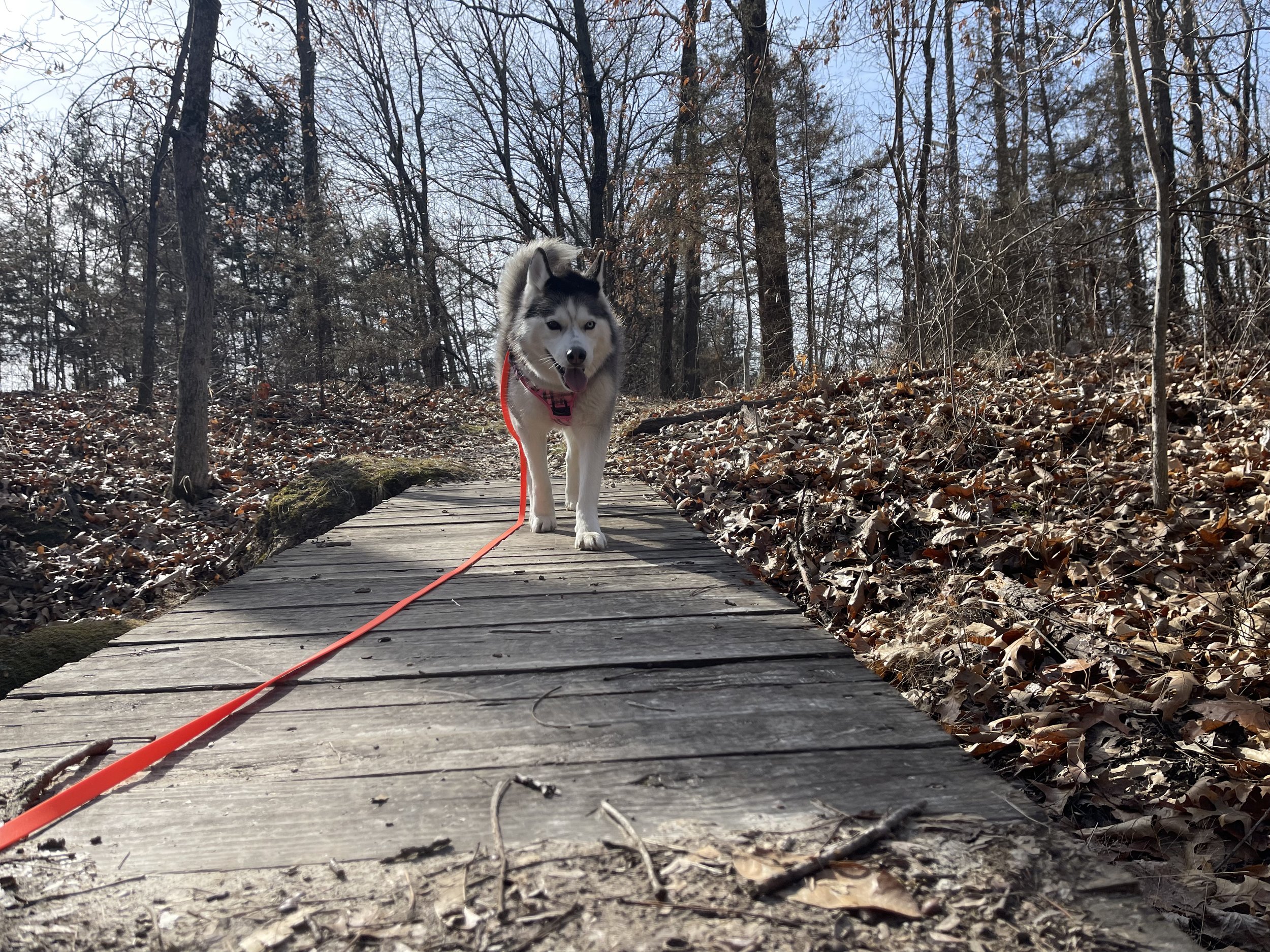 Mental Stimulation and Enriched Walks for Dogs - Outdoor Dog Adventures:  Professional Dog Walking