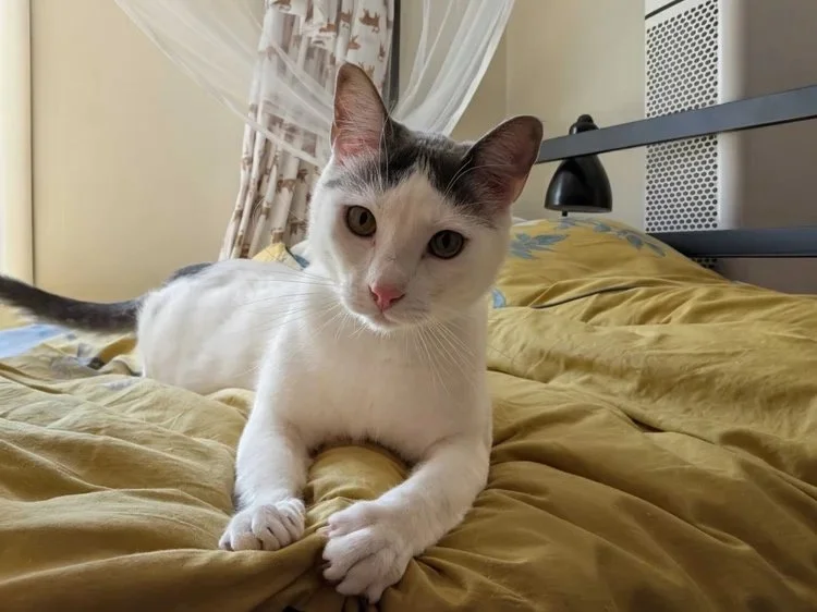 Best Rover Alternative in Springfield, MO? Start Here Before You Book