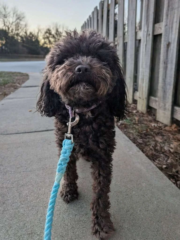 A black and brown curly-haired dog on a leash walking on a sidewalk near a wooden fence, with trees and a street in the background.