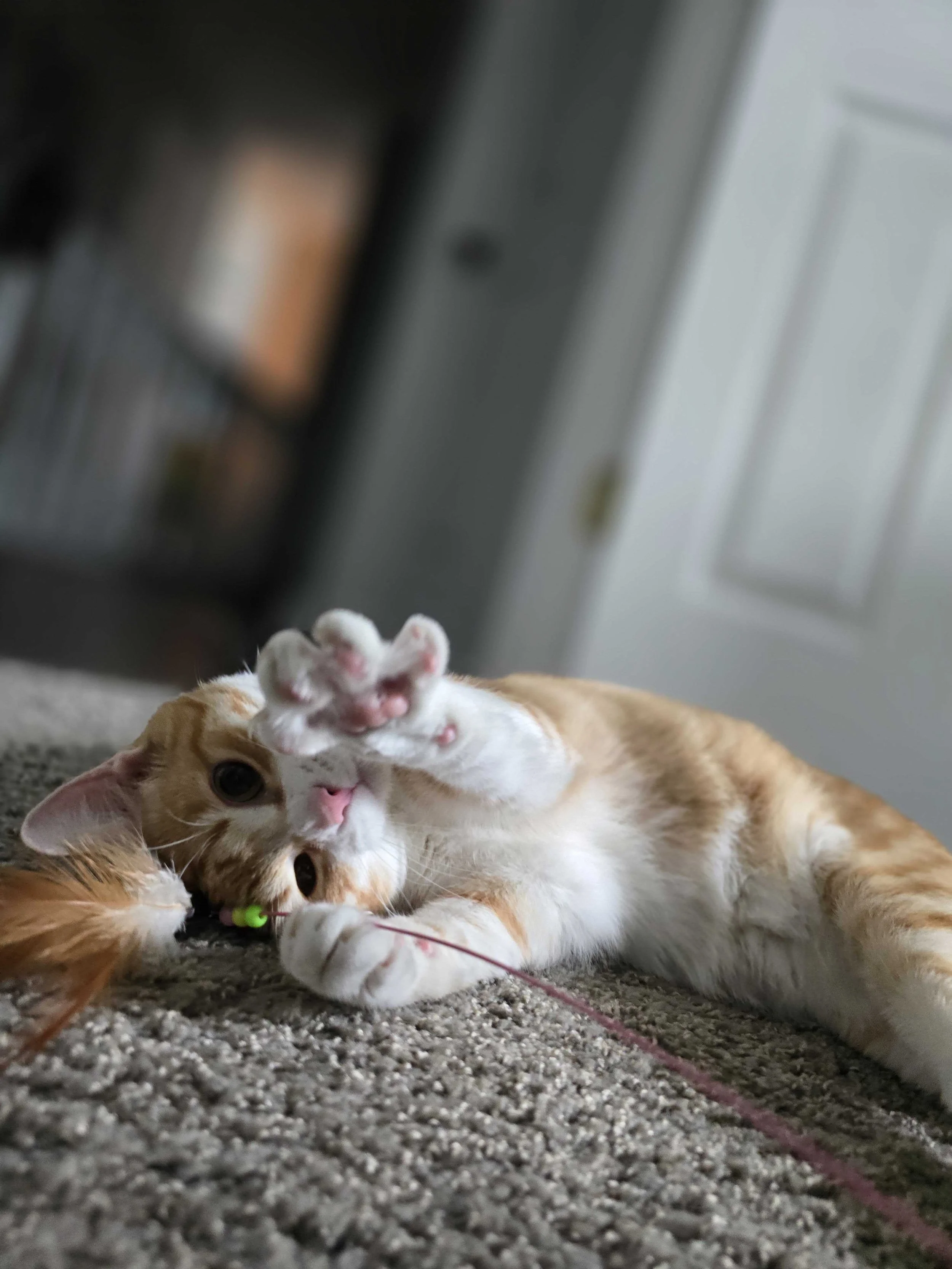 Springfield and Sedalia Pet Sitting Services — Funky Bunch Pet Care LLC