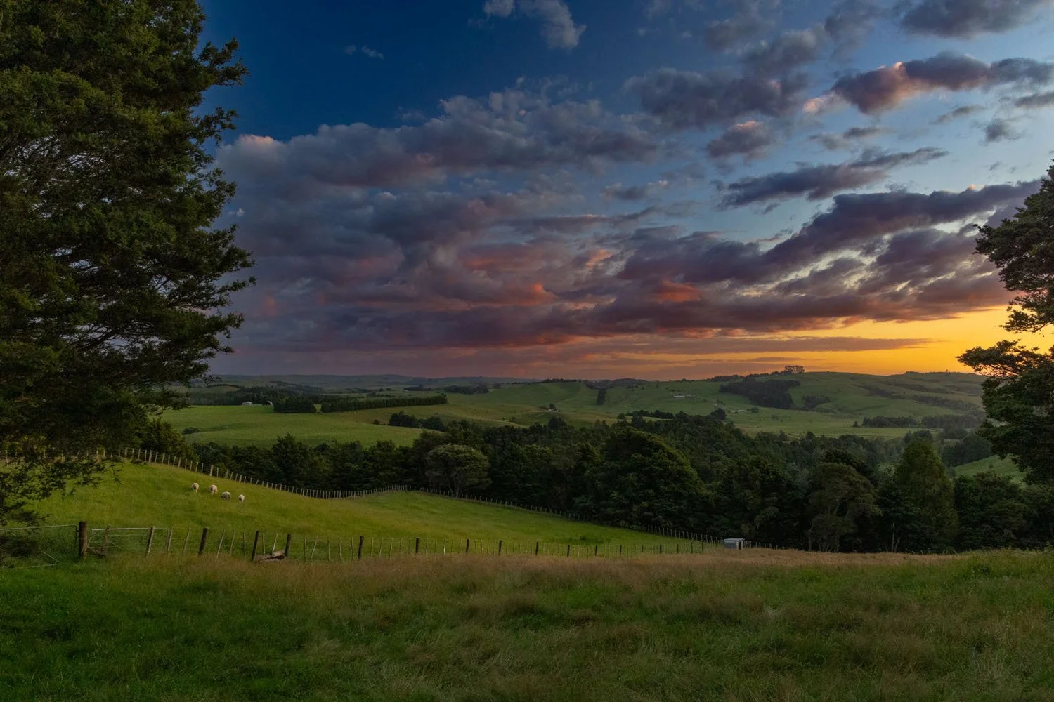 BGO_Evening Graze, New Zealand.jpg