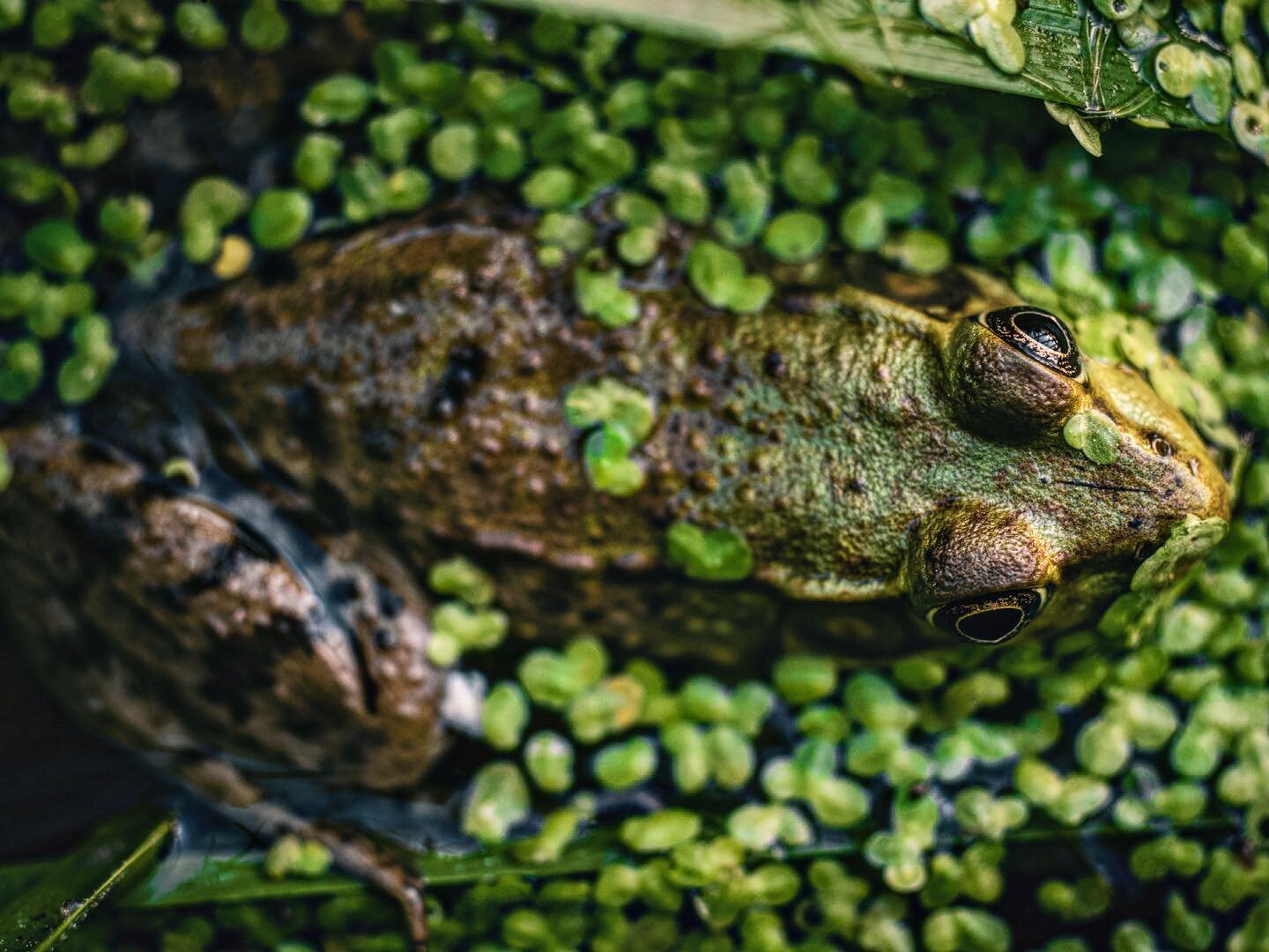 Took a break from editing to walk in the woods. Brought my #sony camera and a vintage Olympus 50mm f/3.5 macro lens and as I was attempting to get a picture of some flowers I found this guy hiding in the greenery 🐸 

#rhodeisland #macrophotography #