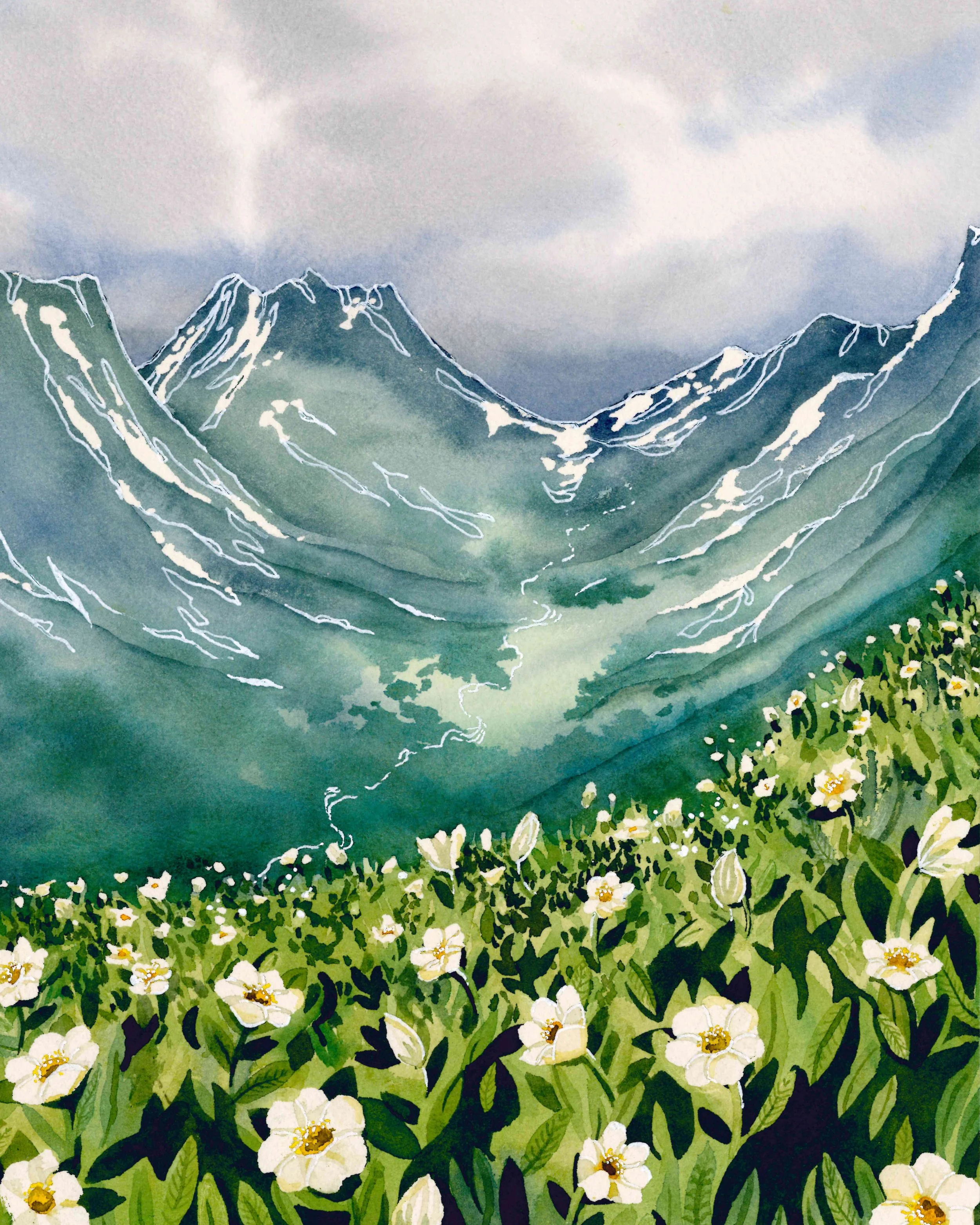 Mountain Avens | 8x10" | Original watercolor on paper | 2024