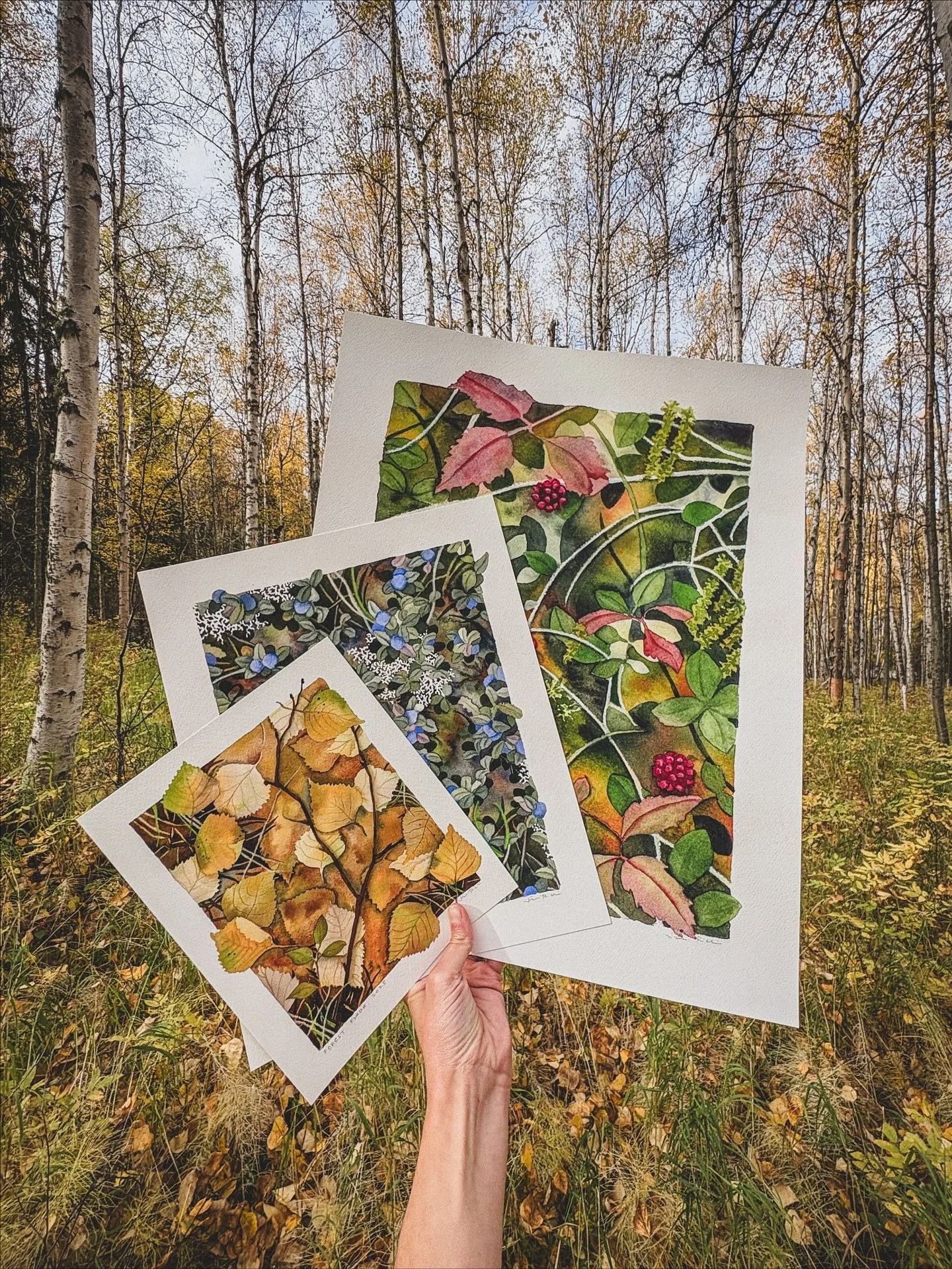 Happy Equinox from Fairbanks! 

3 new prints (in 3 different sizes) have dropped before the last of the leaves, available now at jillrichieart.com