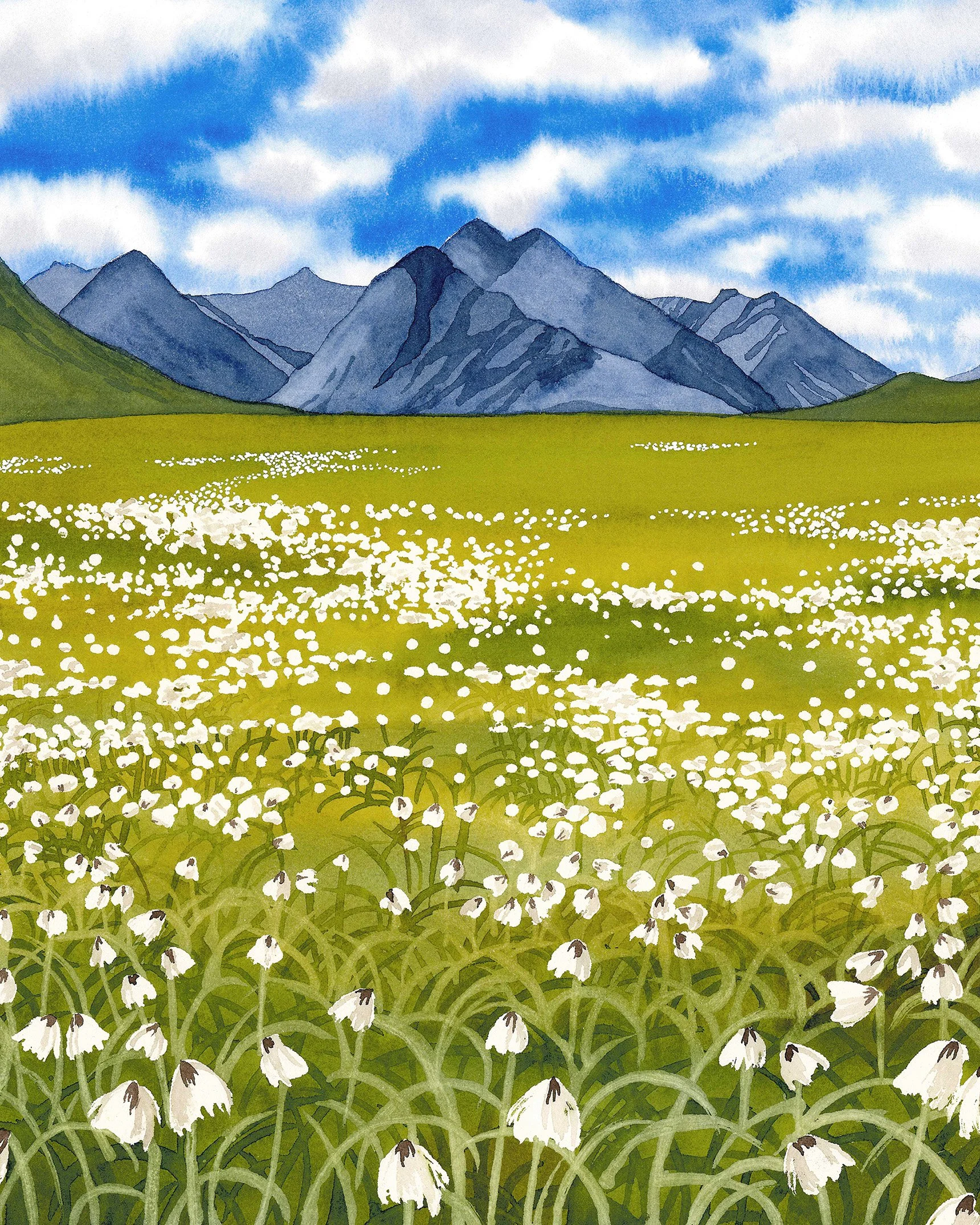 cottongrass_small.jpg
