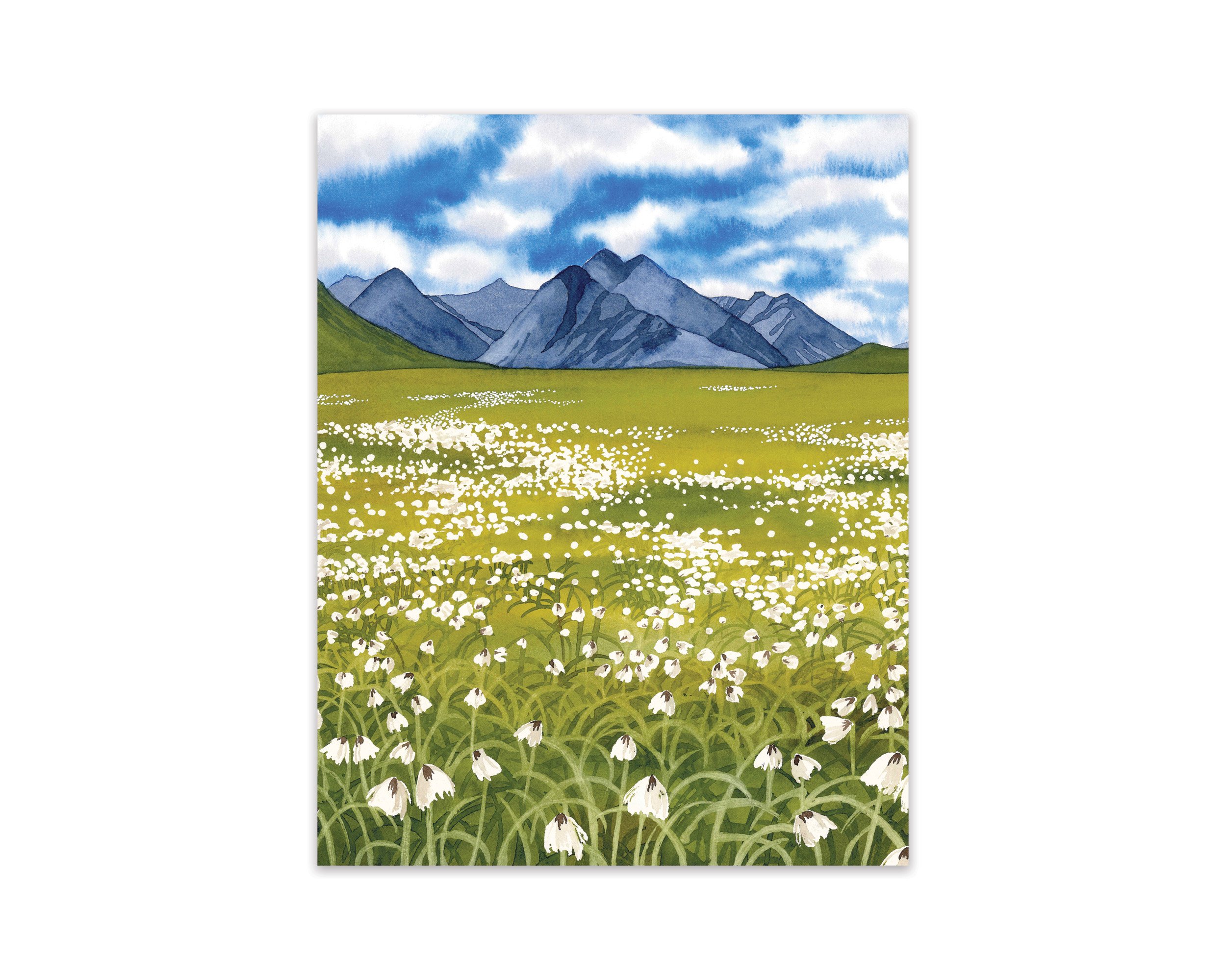 cottongrass_web.jpg