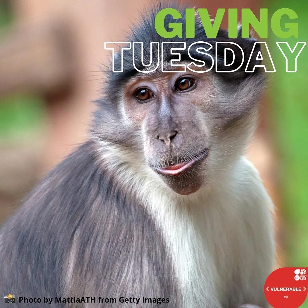 Sooty Mangabey are threatened with intensive hunting, habitat loss and deforestation. We have DNA from this vulnerable species in our biobank. As a UK charity, we rely on donations to preserve the DNA of endangered species. If you would like to help