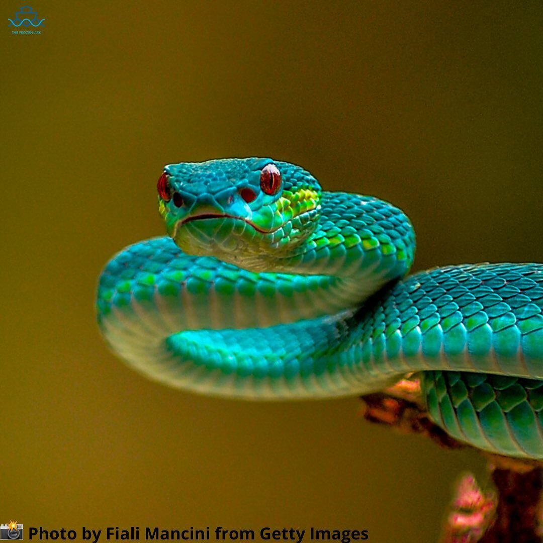 Happy World Snake Day!! Swipe to learn more about these amazing creatures 🐍 #conservstion #worldsnakeday