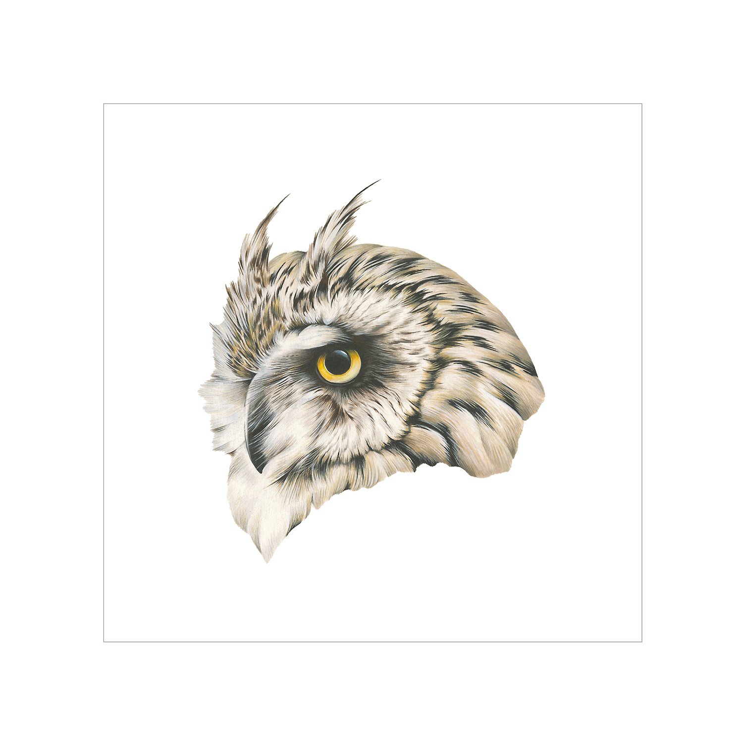 short_eared_owl_hero.jpg