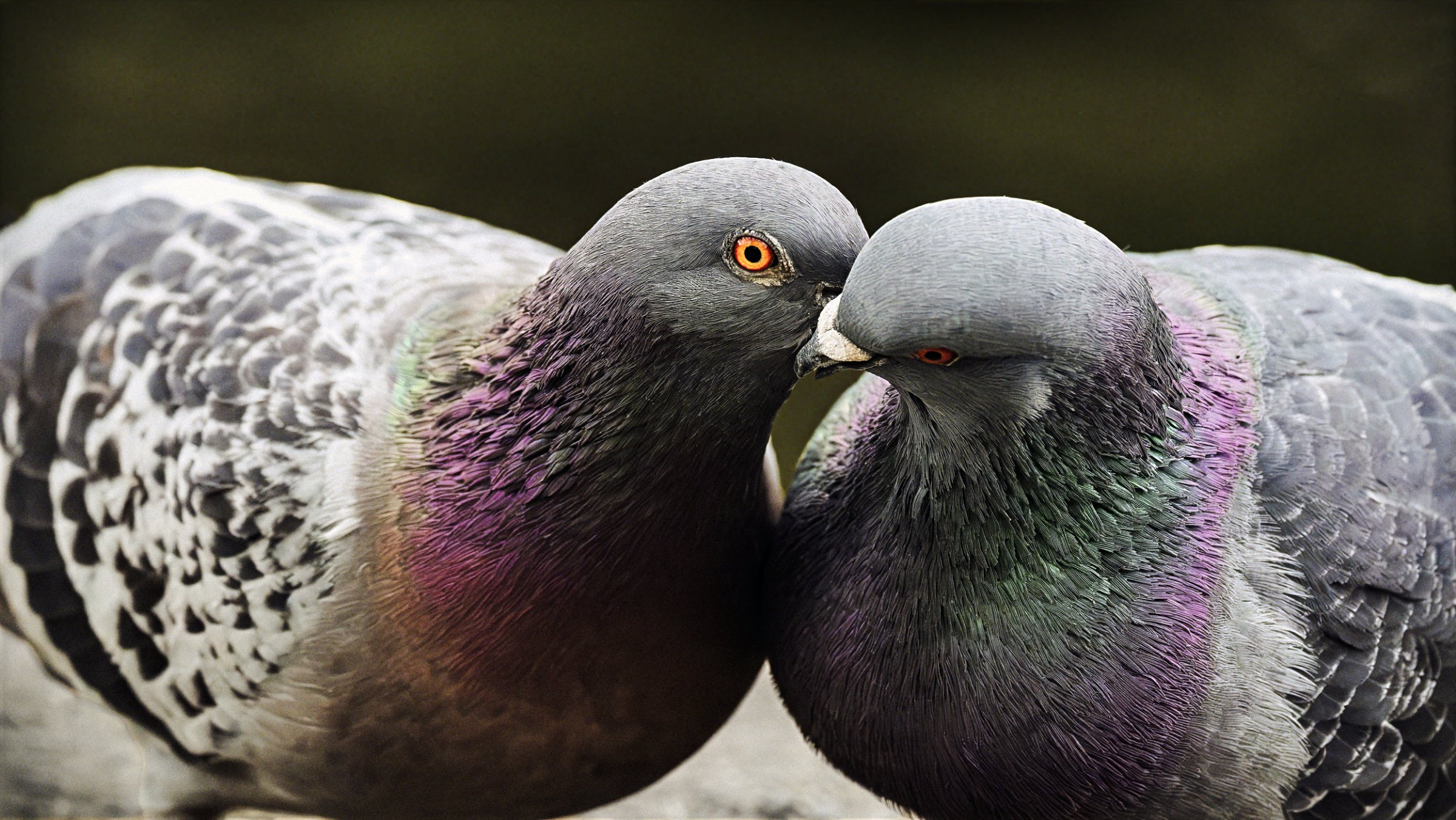 Pigeons Display Affection PDA