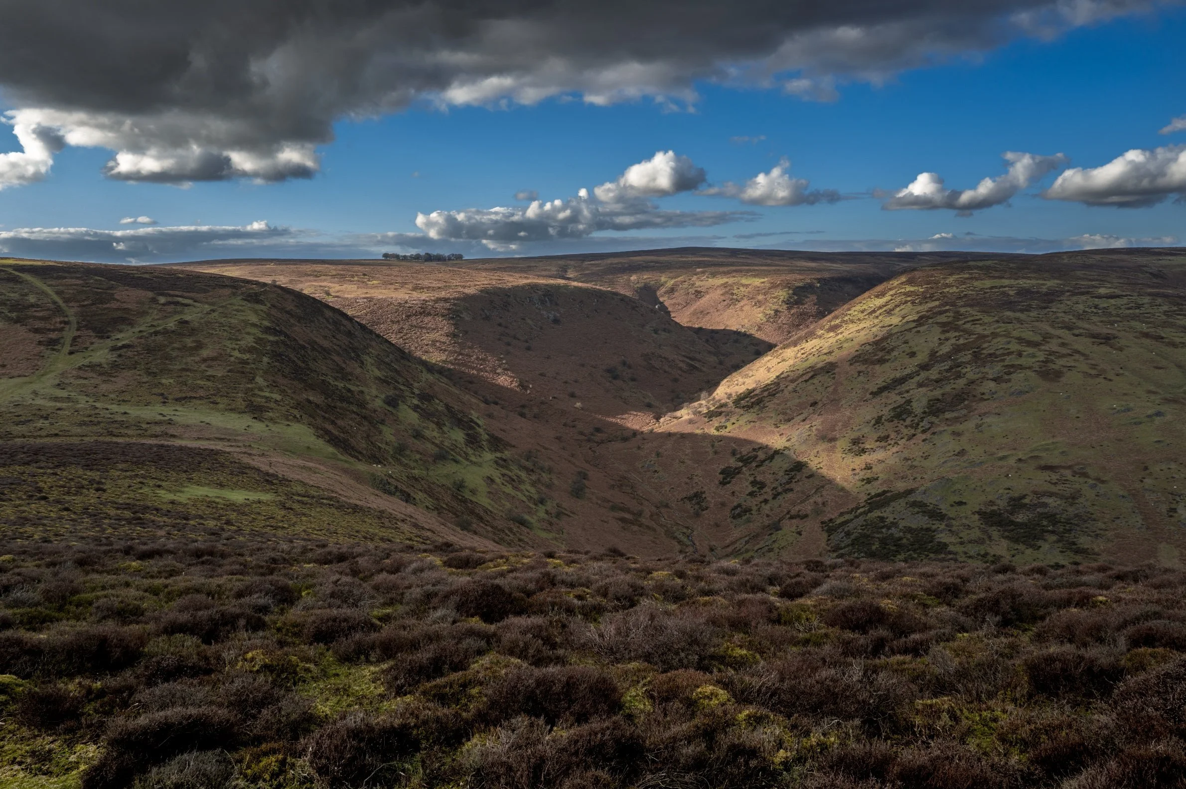 LongMynd Majesty LMM.jpg