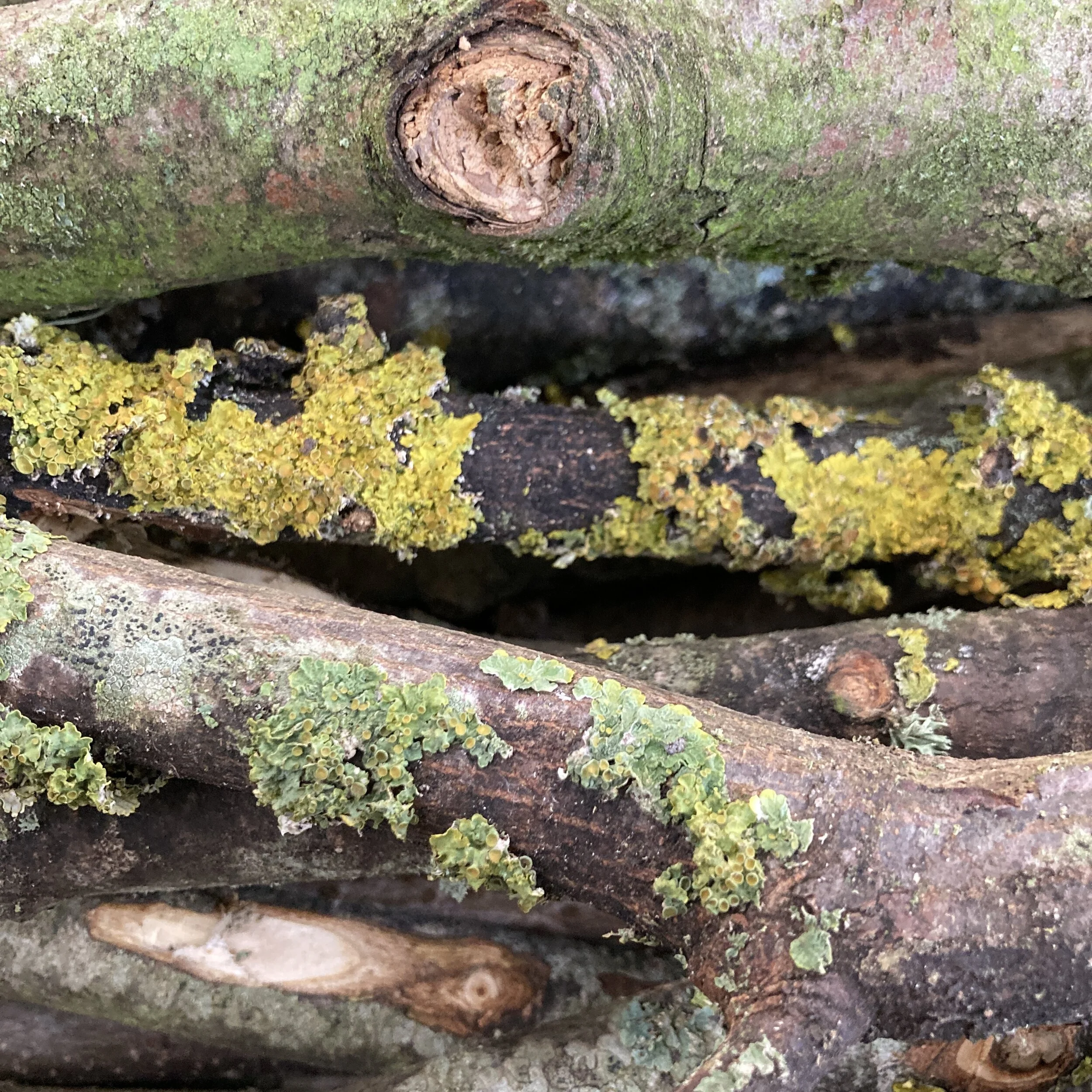 Wood