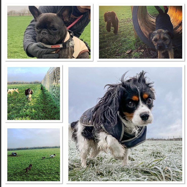 Thank you to everyone for the lovely pictures! We hope everyone has enjoyed their chilly walks over the last week 🥶 🐶 #DogWalkingCambridge #DogWalkingSouthCambs #DogWalkers #SecureDogField #DogPlayTime #Cold #NewtonCambridge